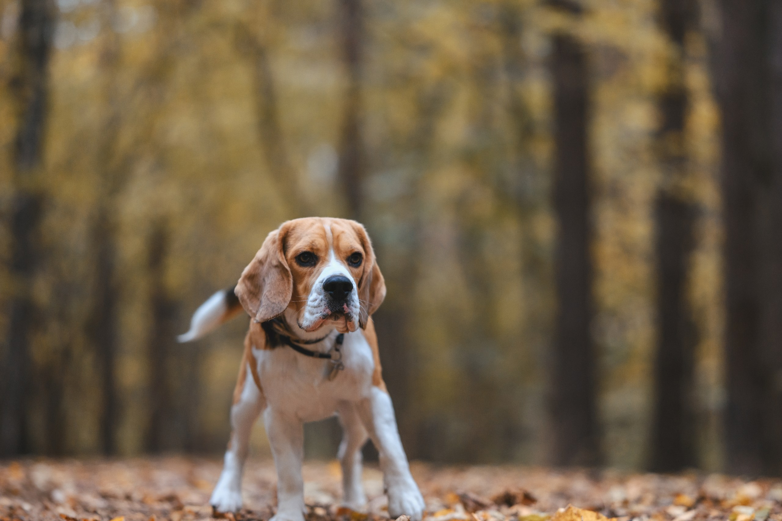 Наталья и Бока. Фотограф Анималист в Москве Анастасия Жучкова