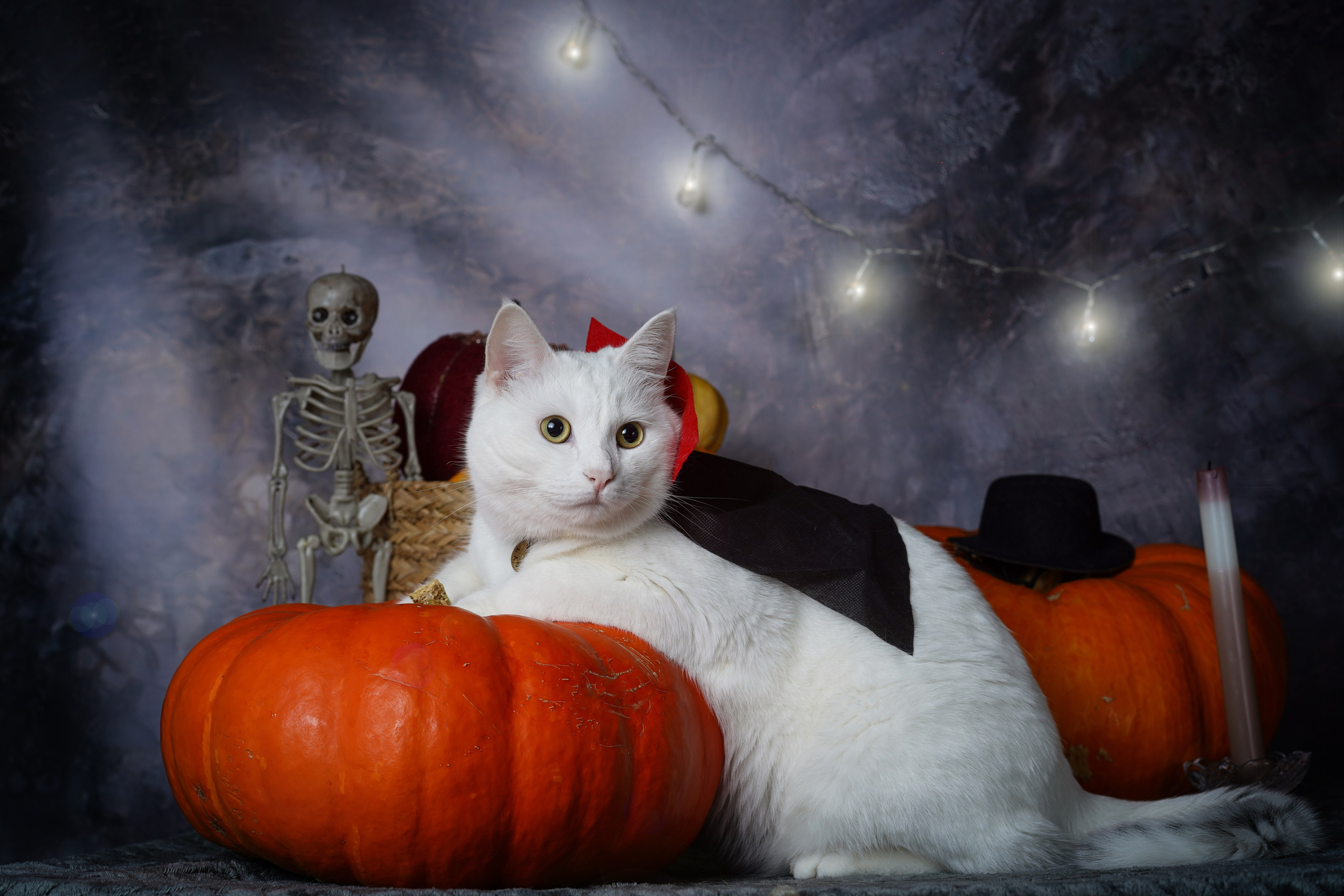 Маффин и Хэллоуин. Фотограф-анималист в Санкт-Петербурге Яна Мартынова
