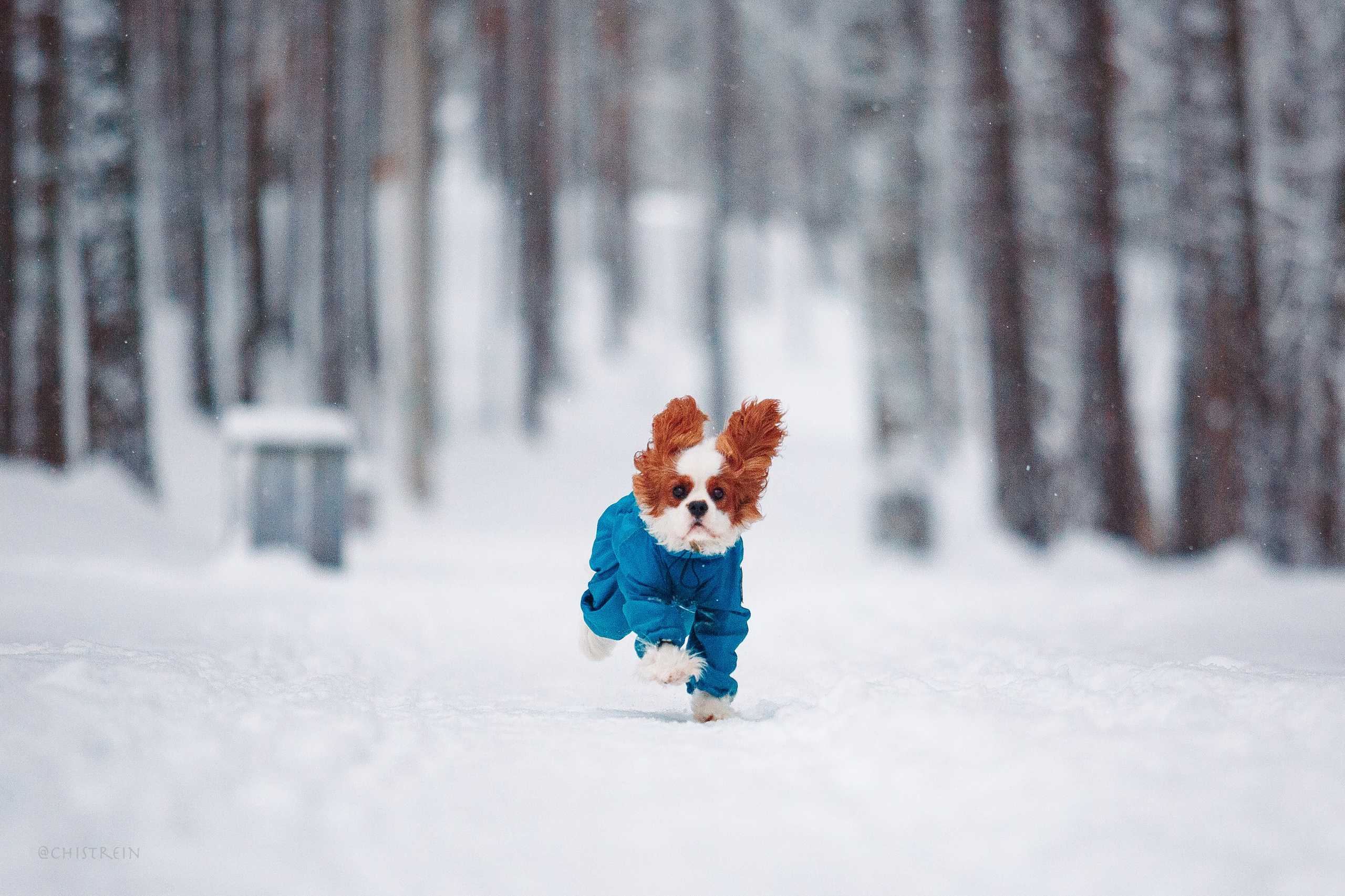 Внезапно апрельская зима. Фотограф-анималист Наталия Чистюхина в г. Сосновый Бор и ЛО