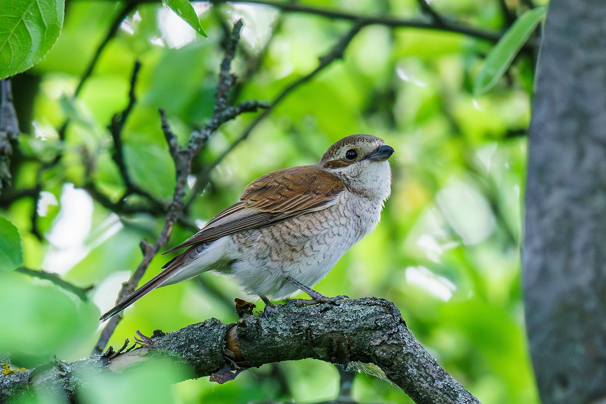 Удивительные мир птиц. Вокруг нас столько прекрасного — присмотритесь!. Ваш личный фотограф Марина Волкова