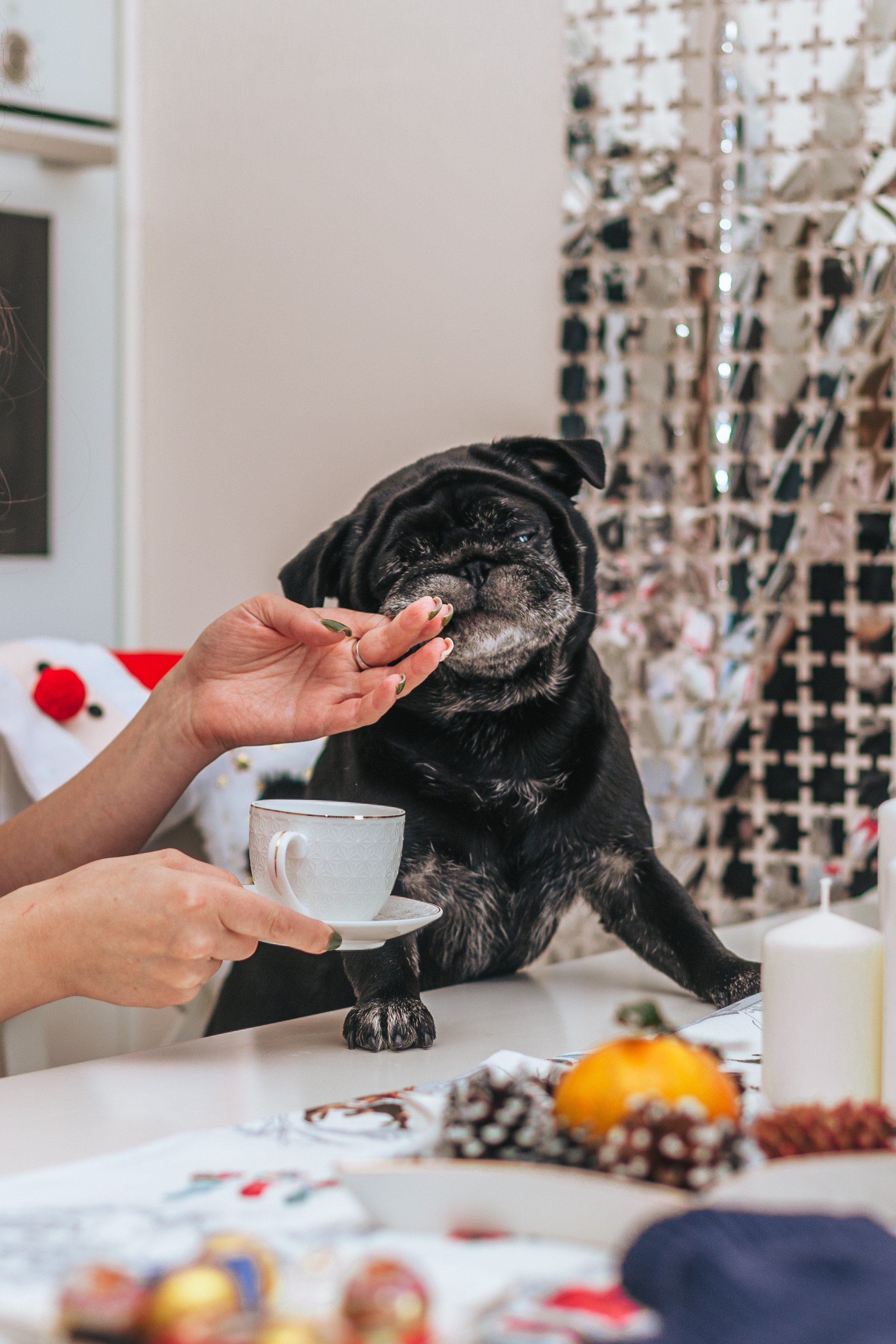 Домашняя фотосессия Оли и двух ее мопсов. Фотограф-анималист Татьяна Степанова