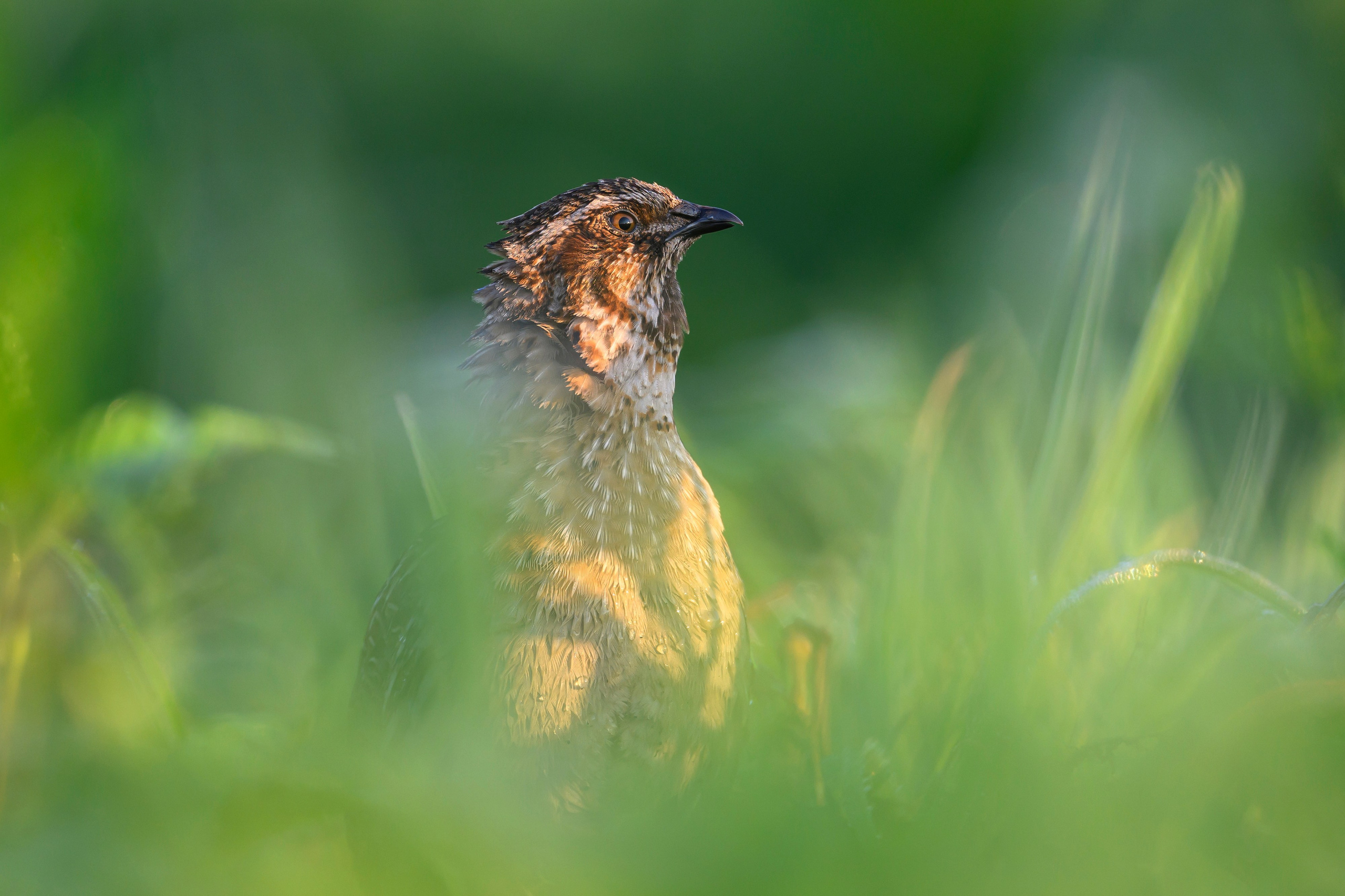 Перепела часть V. Wildlife photography by Sergey Puponin