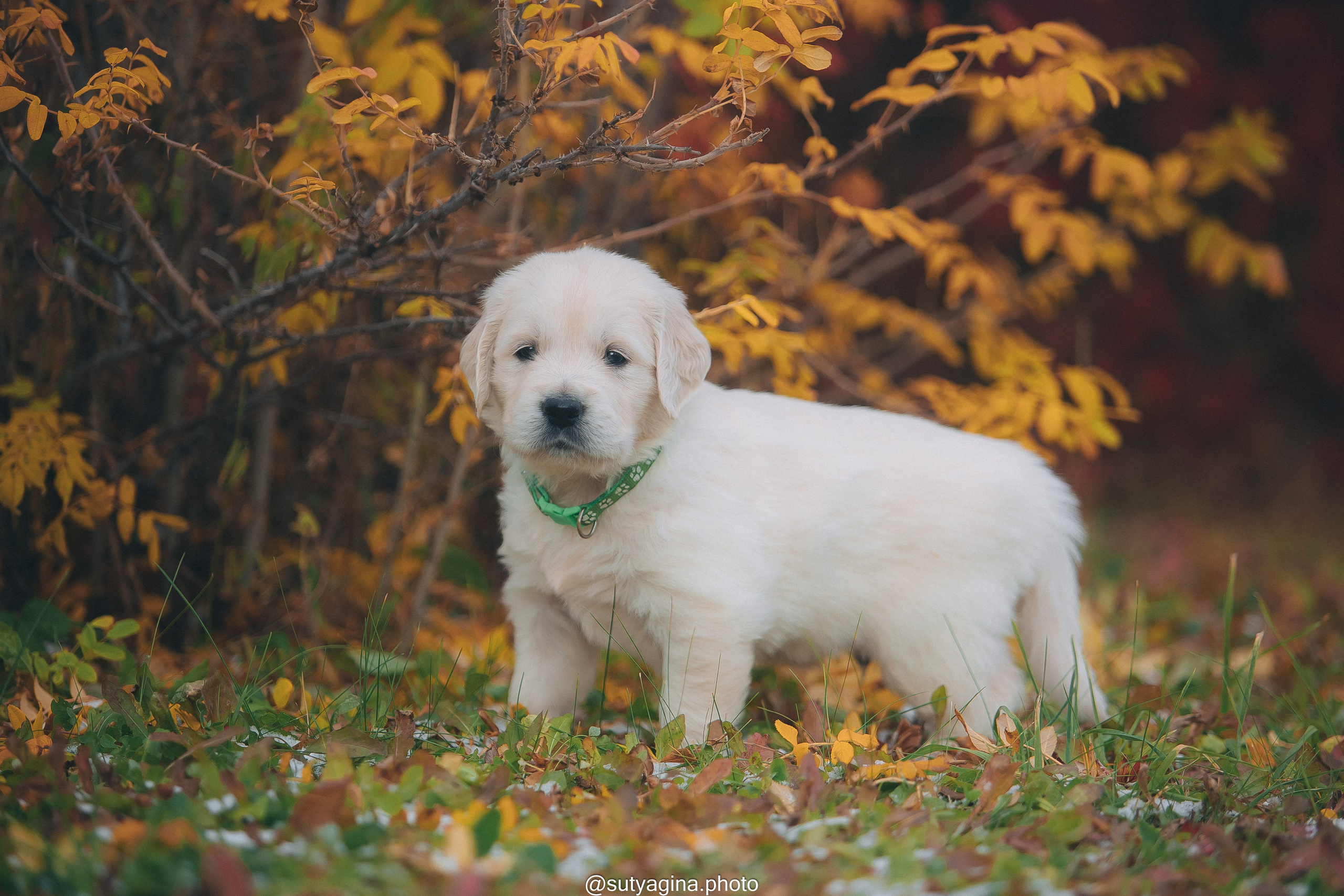 Зеленая лента. Свадебный и женский фотограф