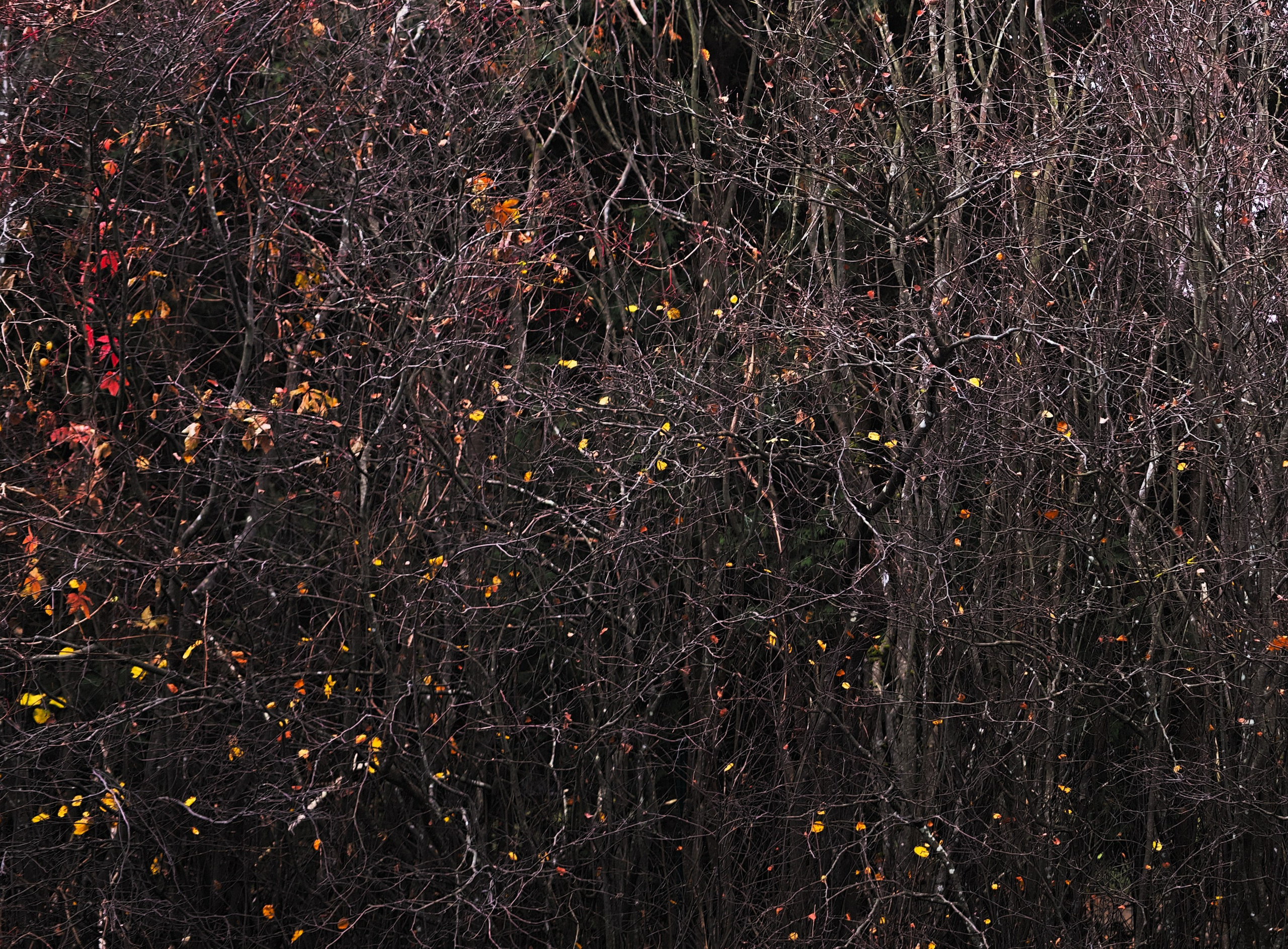 Print it. Visual art from artist Anna Butyrskaia for families and individuals