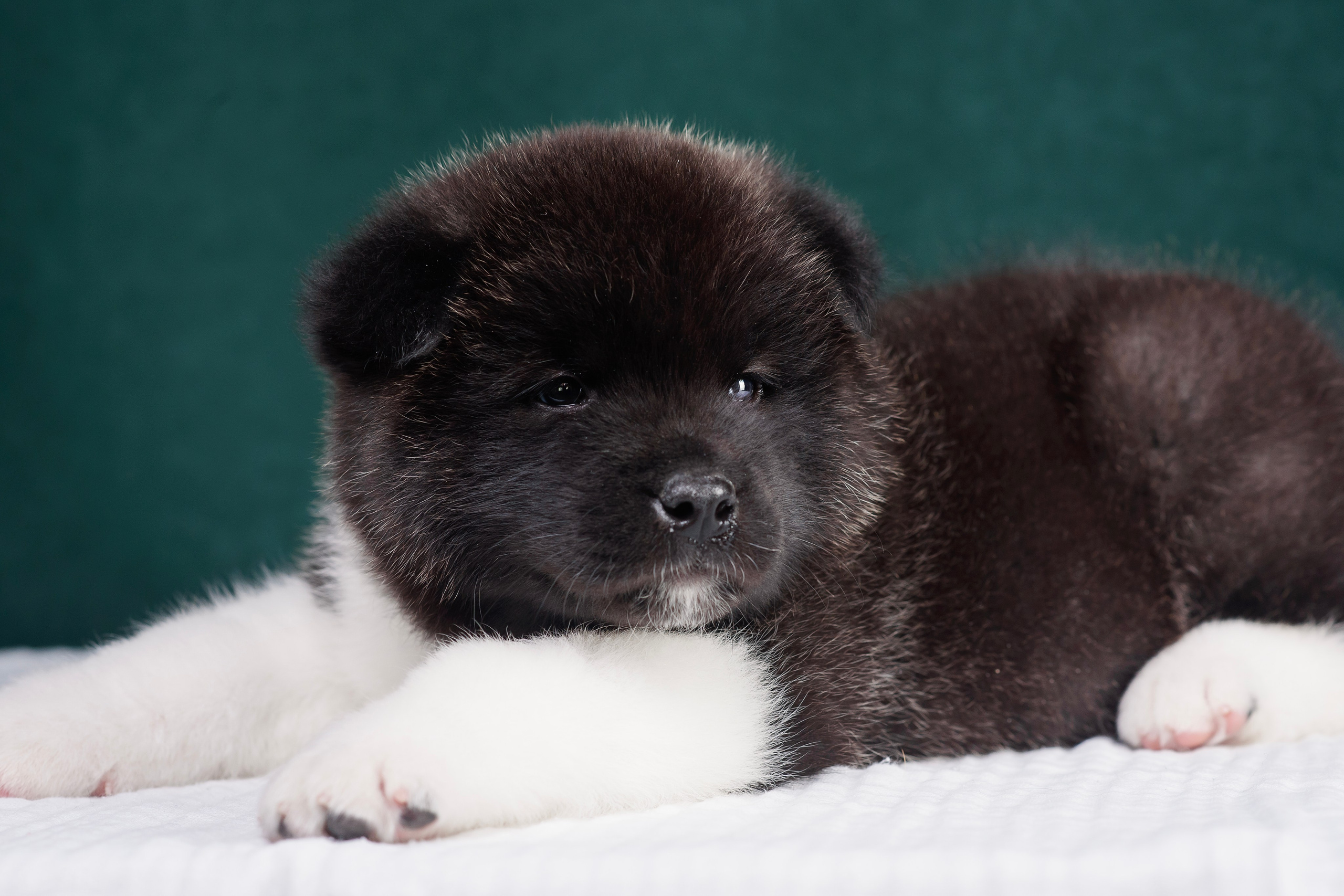 Щенки Американской Акиты. Фотограф — Анималист | Анна Абрамова