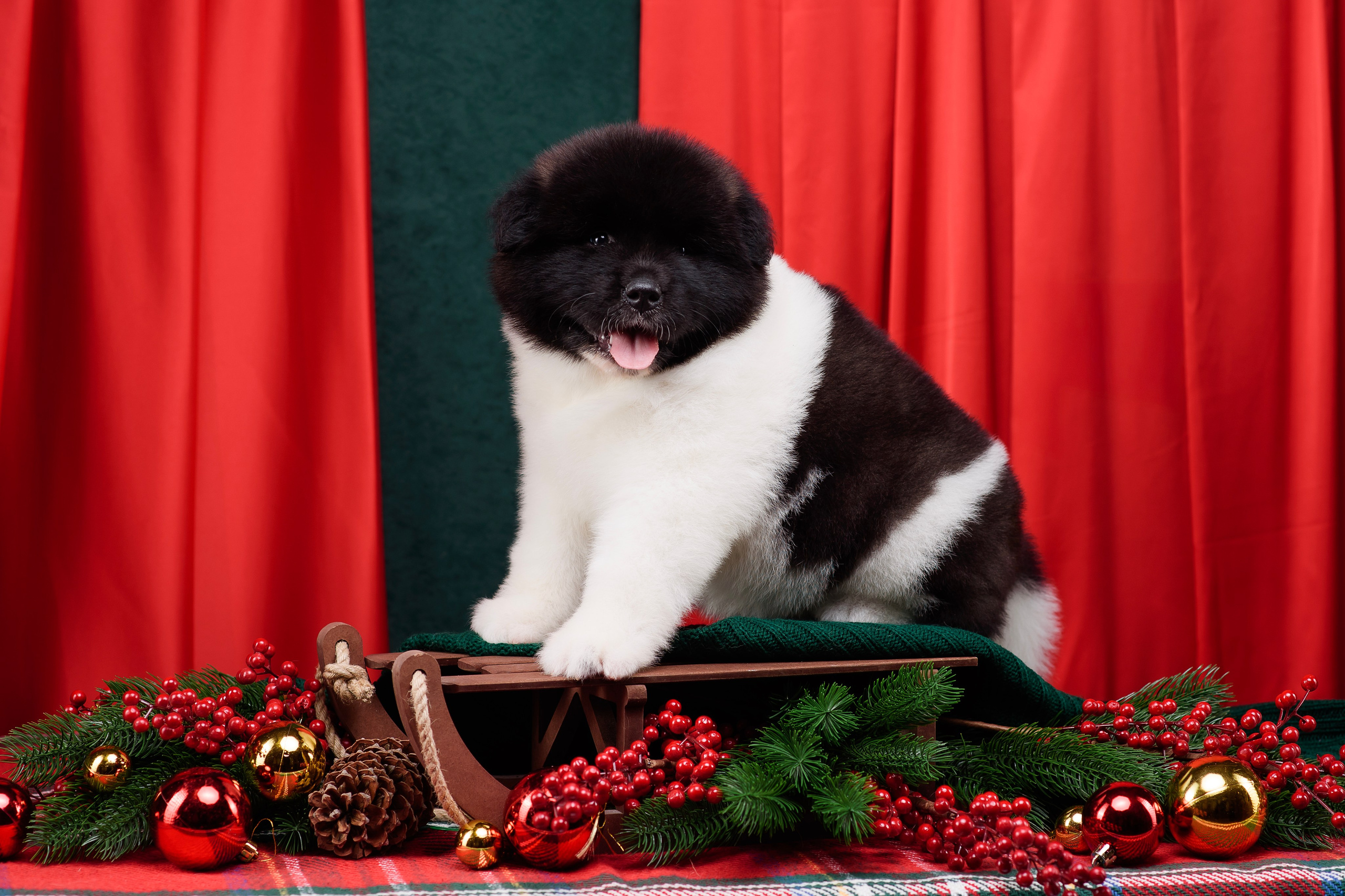 Щенки Американской Акиты. Фотограф — Анималист | Анна Абрамова