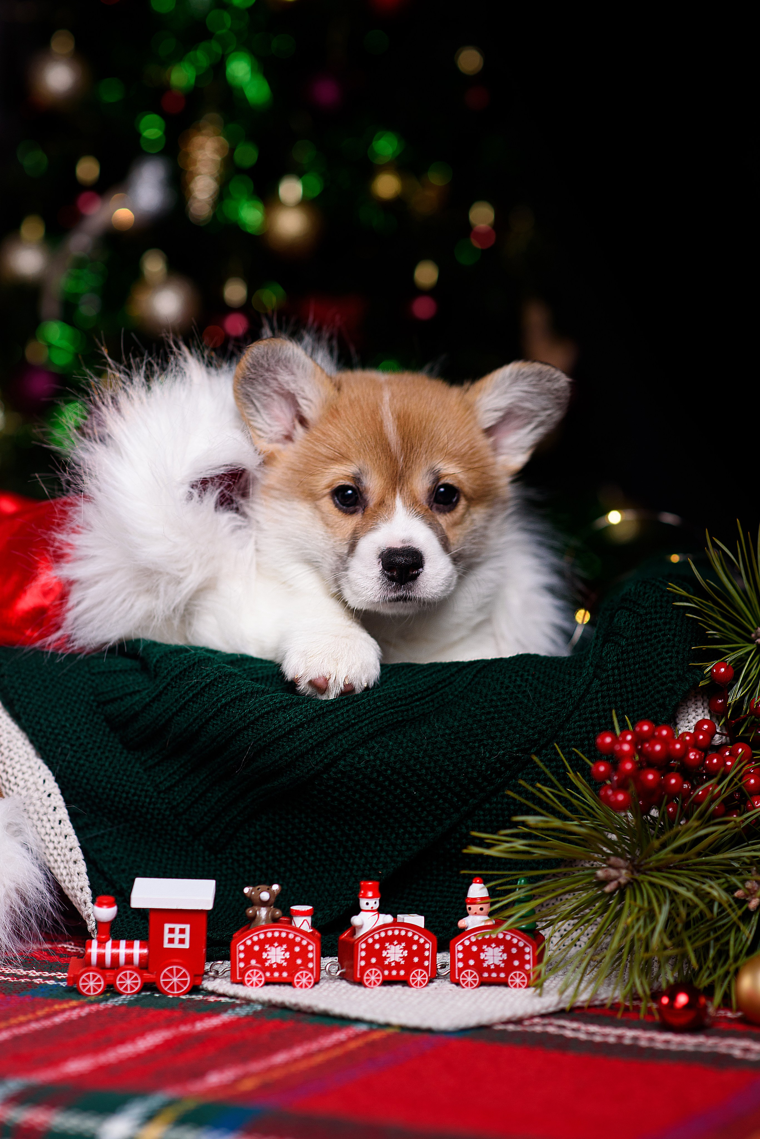 Щенки вельш корги пемброк. Фотограф — Анималист | Анна Абрамова