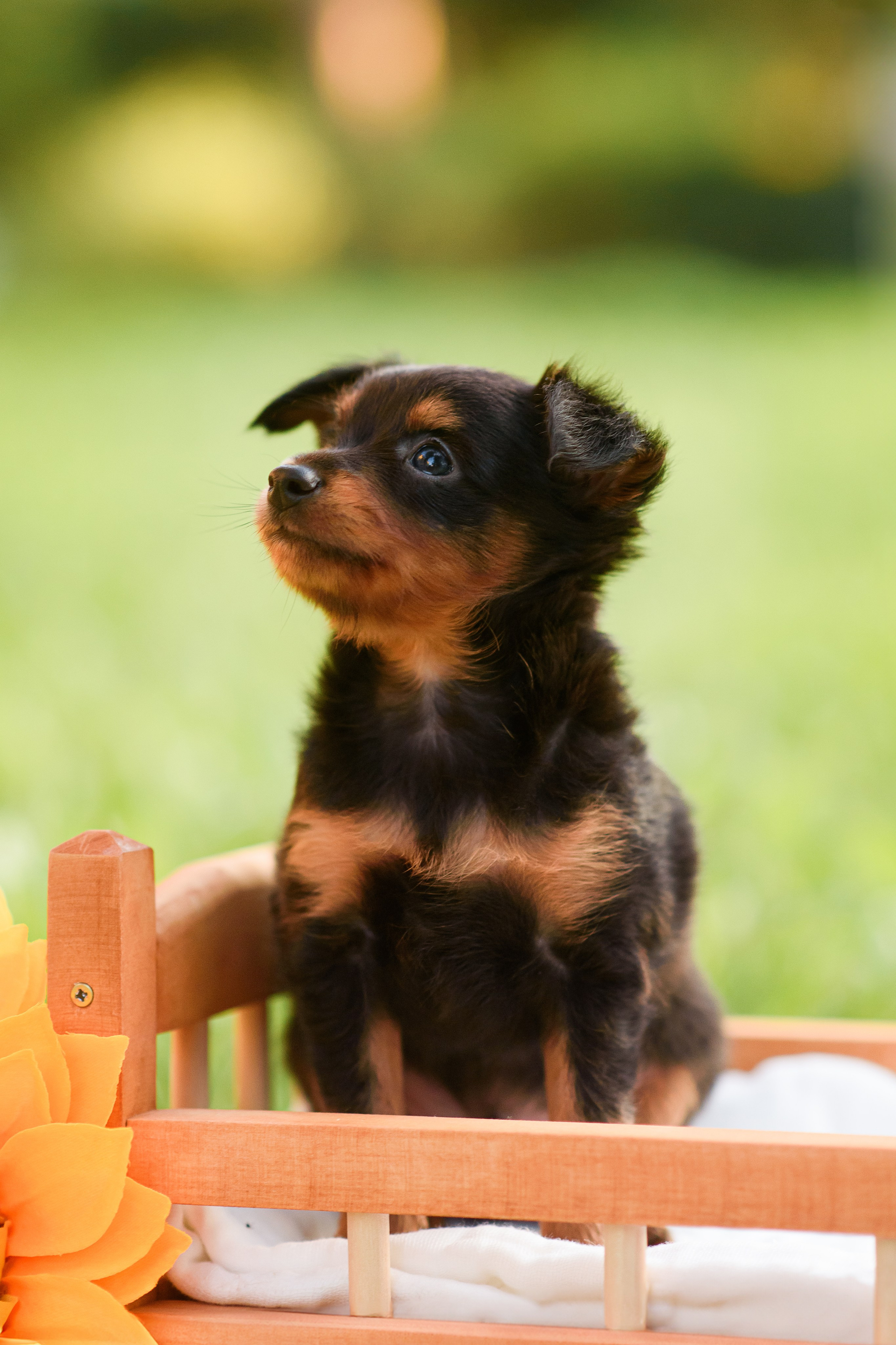 Щенки Пражских крысариков — 03.08.2024. Фотограф — Анималист | Анна Абрамова