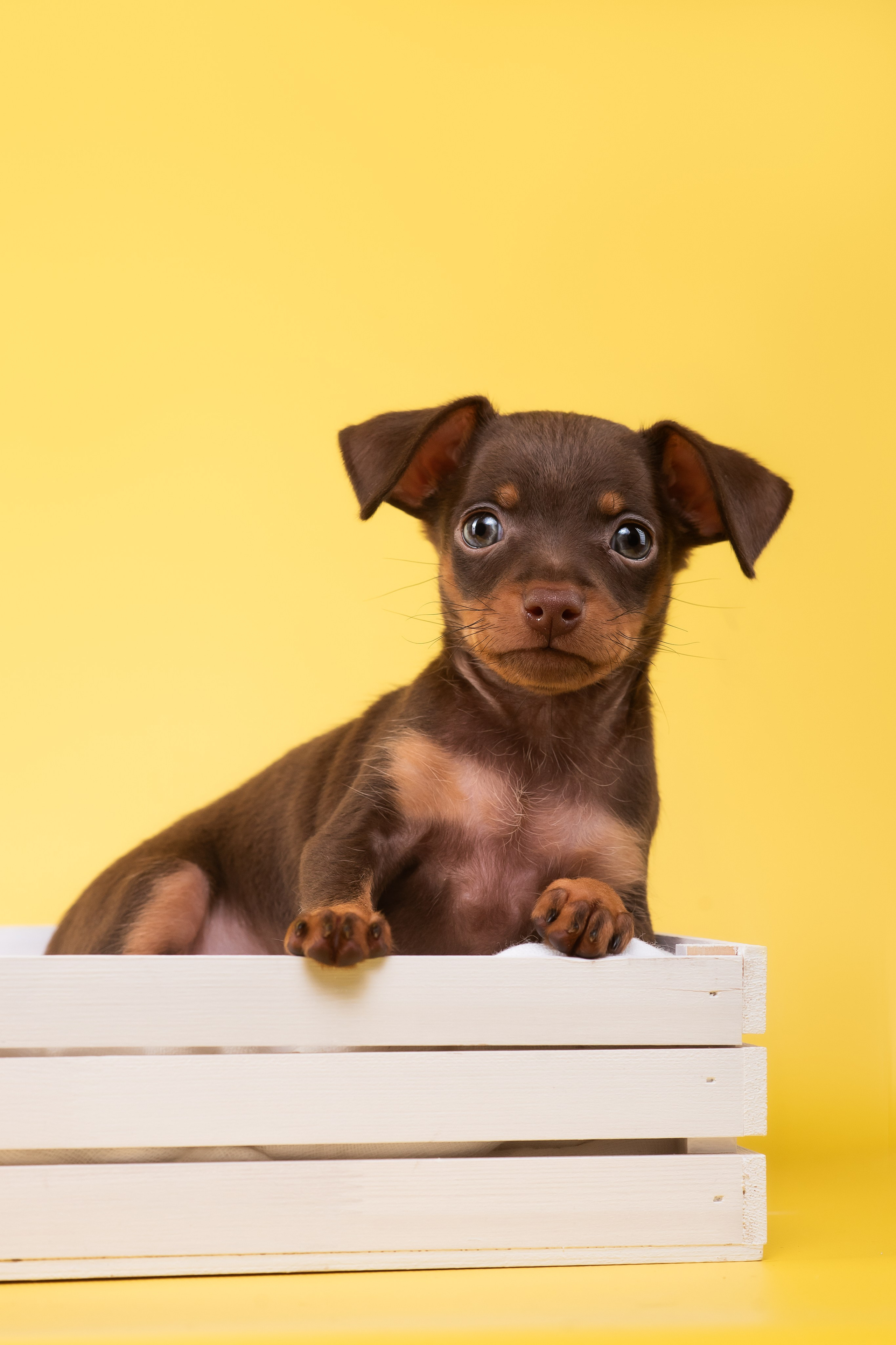 Пражские крысарики — 02.04.2025. Фотограф — Анималист | Анна Абрамова