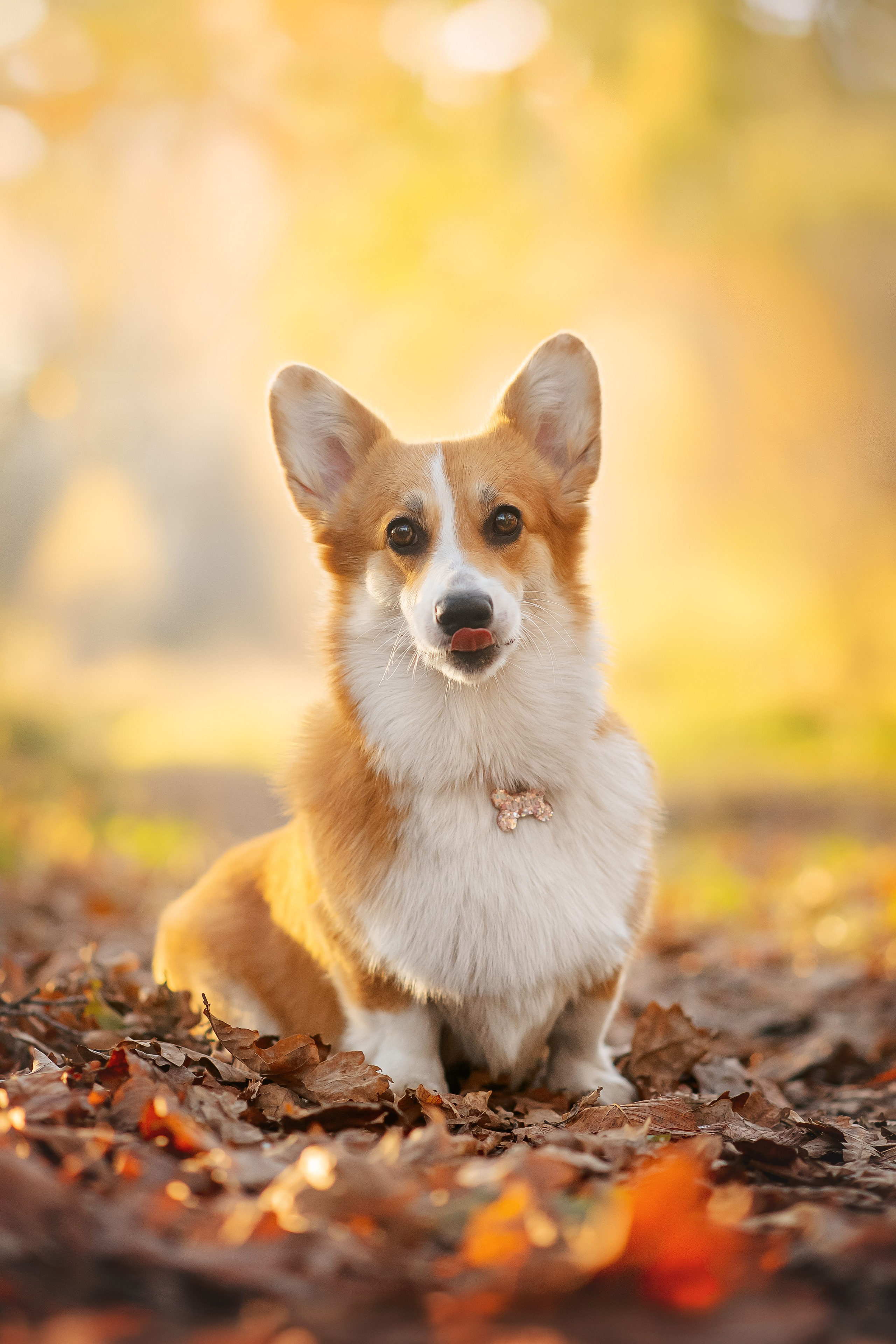 Максим, Аня и Челси — 19.10.2024. Фотограф — Анималист | Анна Абрамова