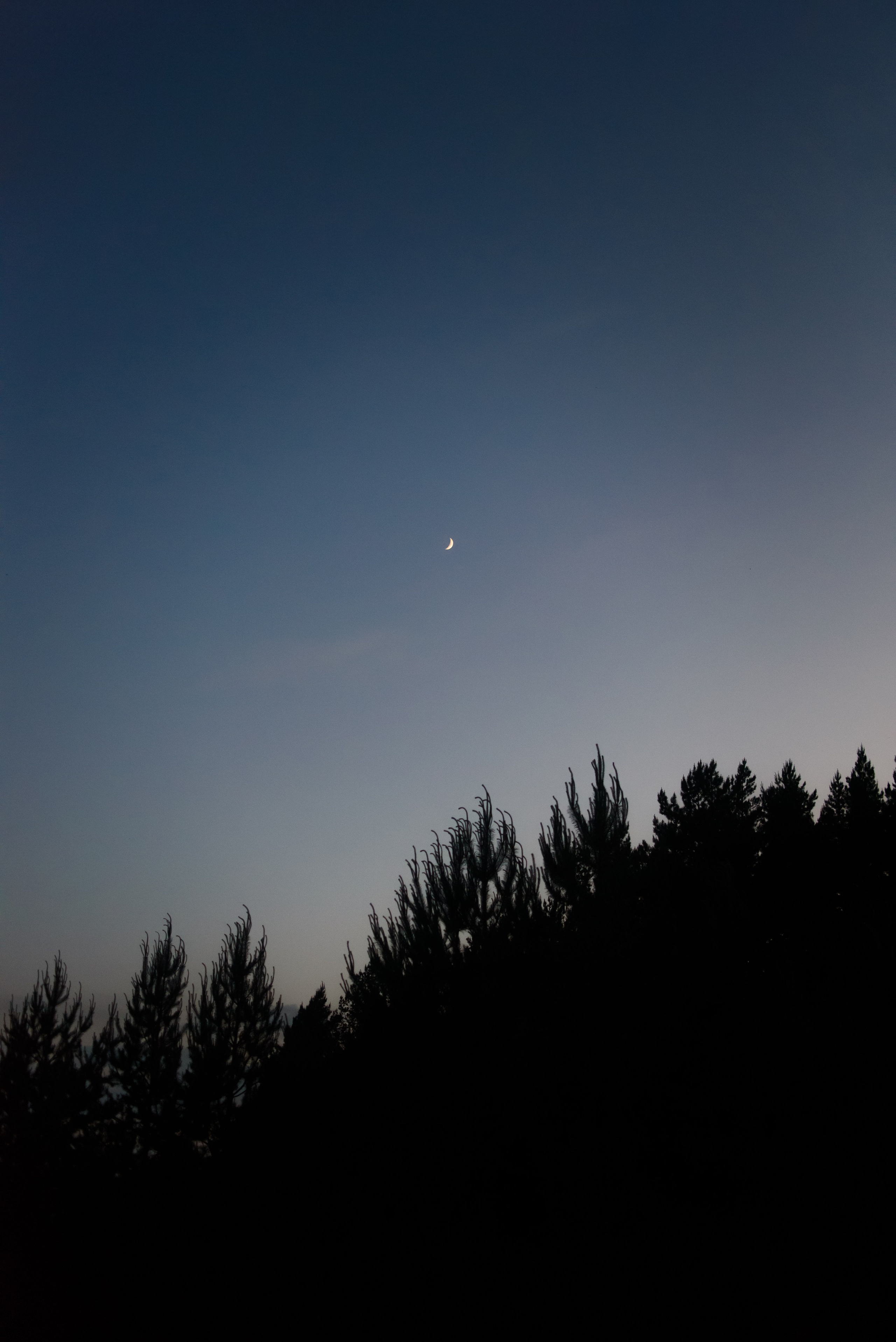 Максим, Надя, Шелби и Рой — 31.05.2025. Фотограф — Анималист | Анна Абрамова