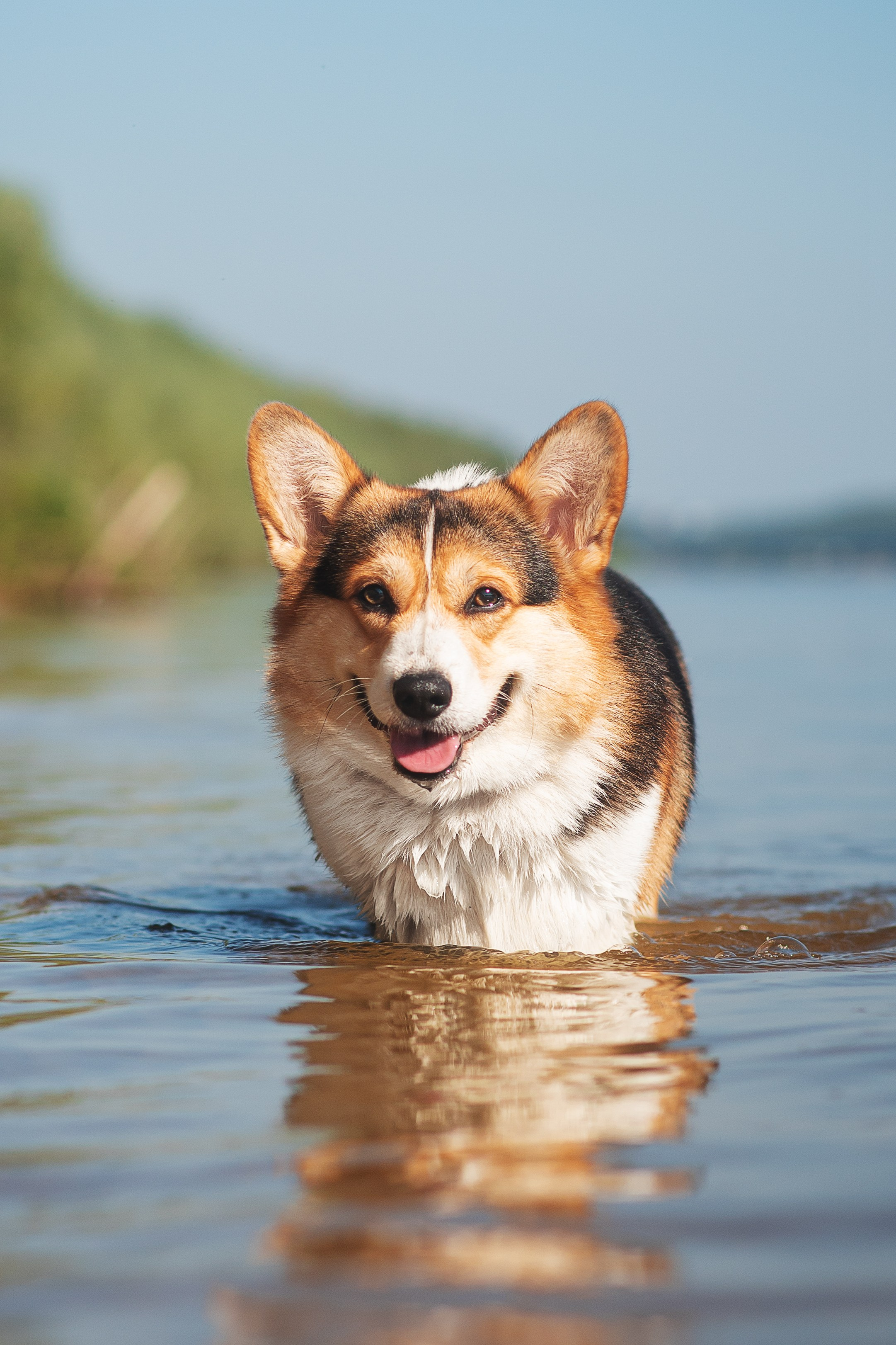 Майк и Лея — 29.08.2024. Фотограф — Анималист | Анна Абрамова