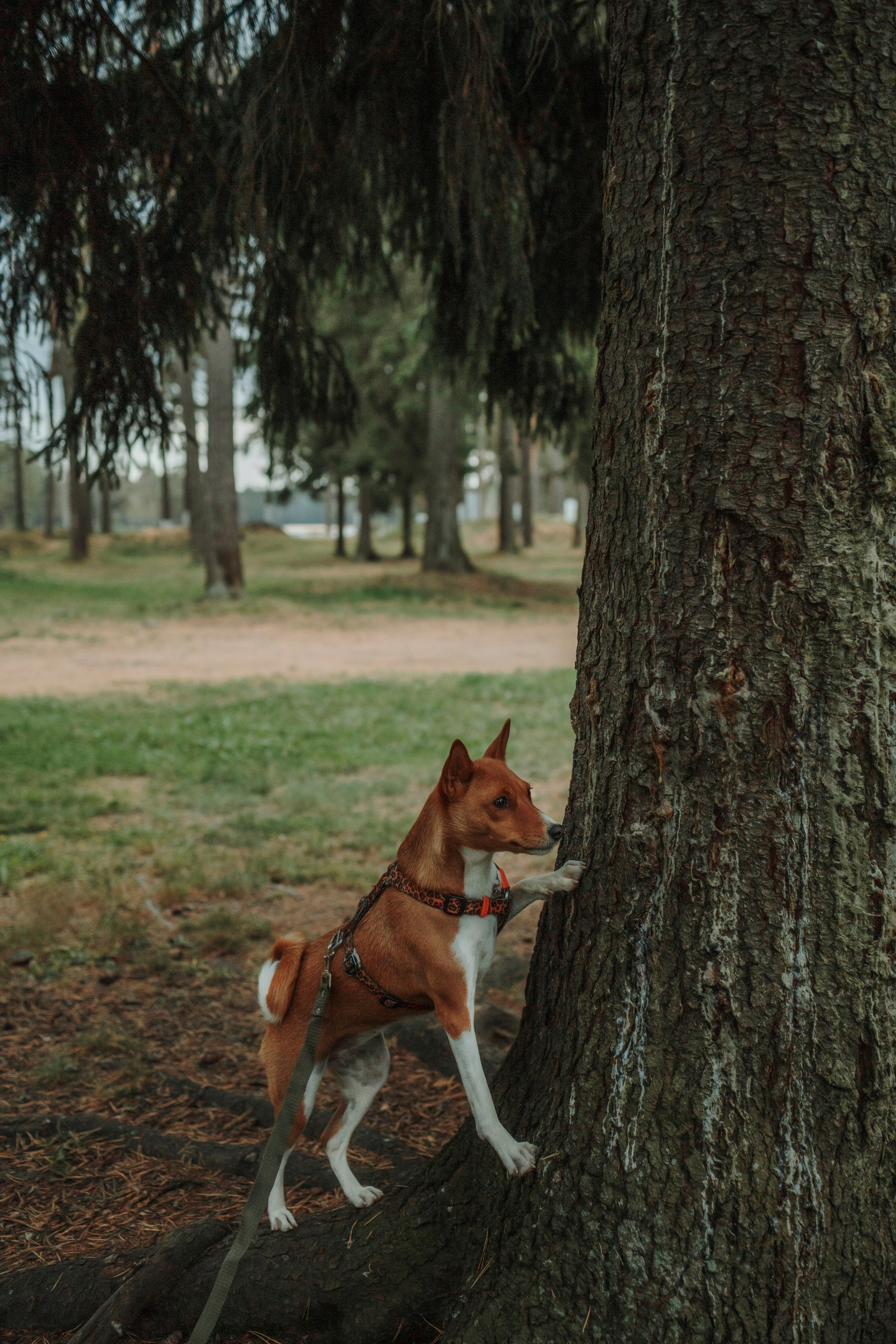 Даша и Лора. Фотограф-анималист в Санкт-Петеребурге Титова Алиса