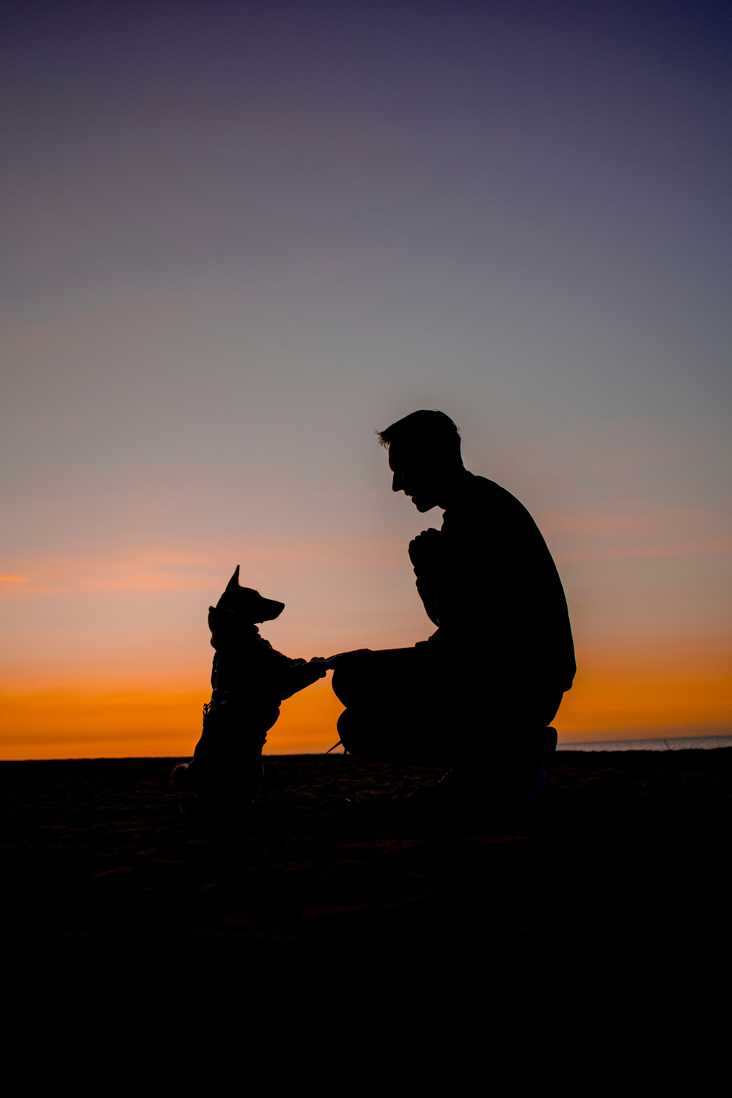 Лео и Саша. Фотограф-анималист в Санкт-Петеребурге Титова Алиса