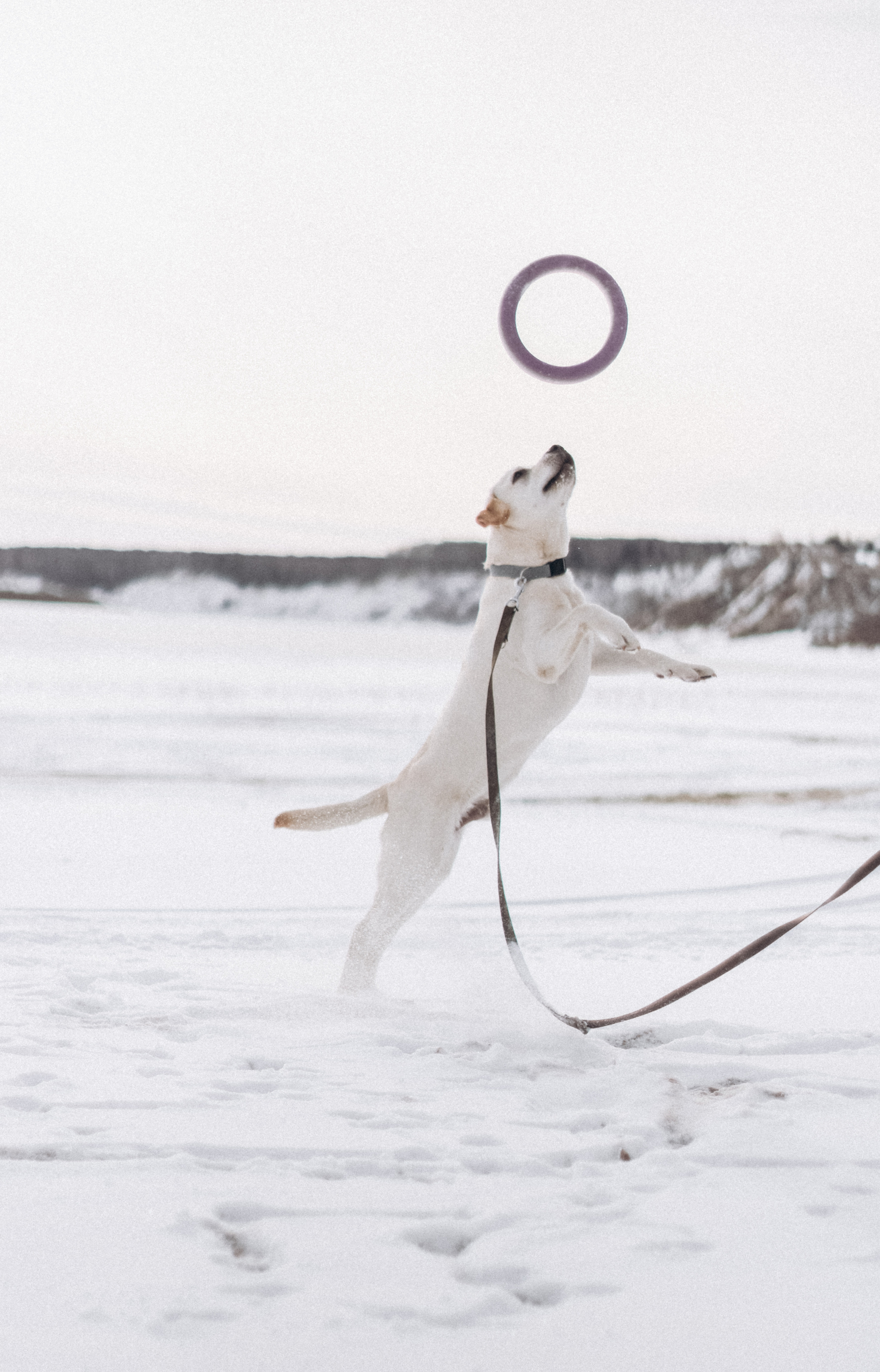 Таня и Отис. Свадебный и семейный фотограф Томск| Юлия Филатова