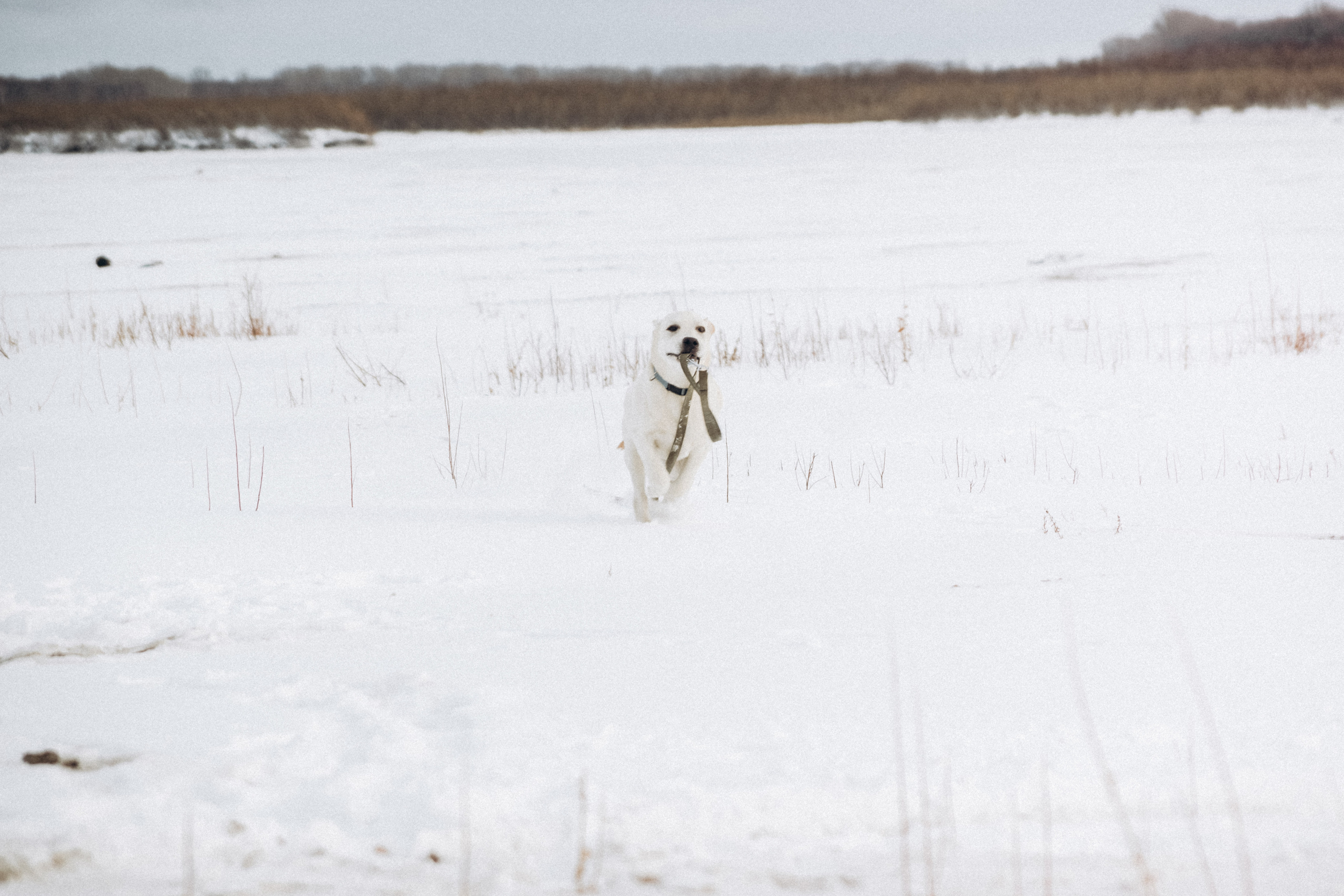Таня и Отис. Свадебный и семейный фотограф Томск| Юлия Филатова