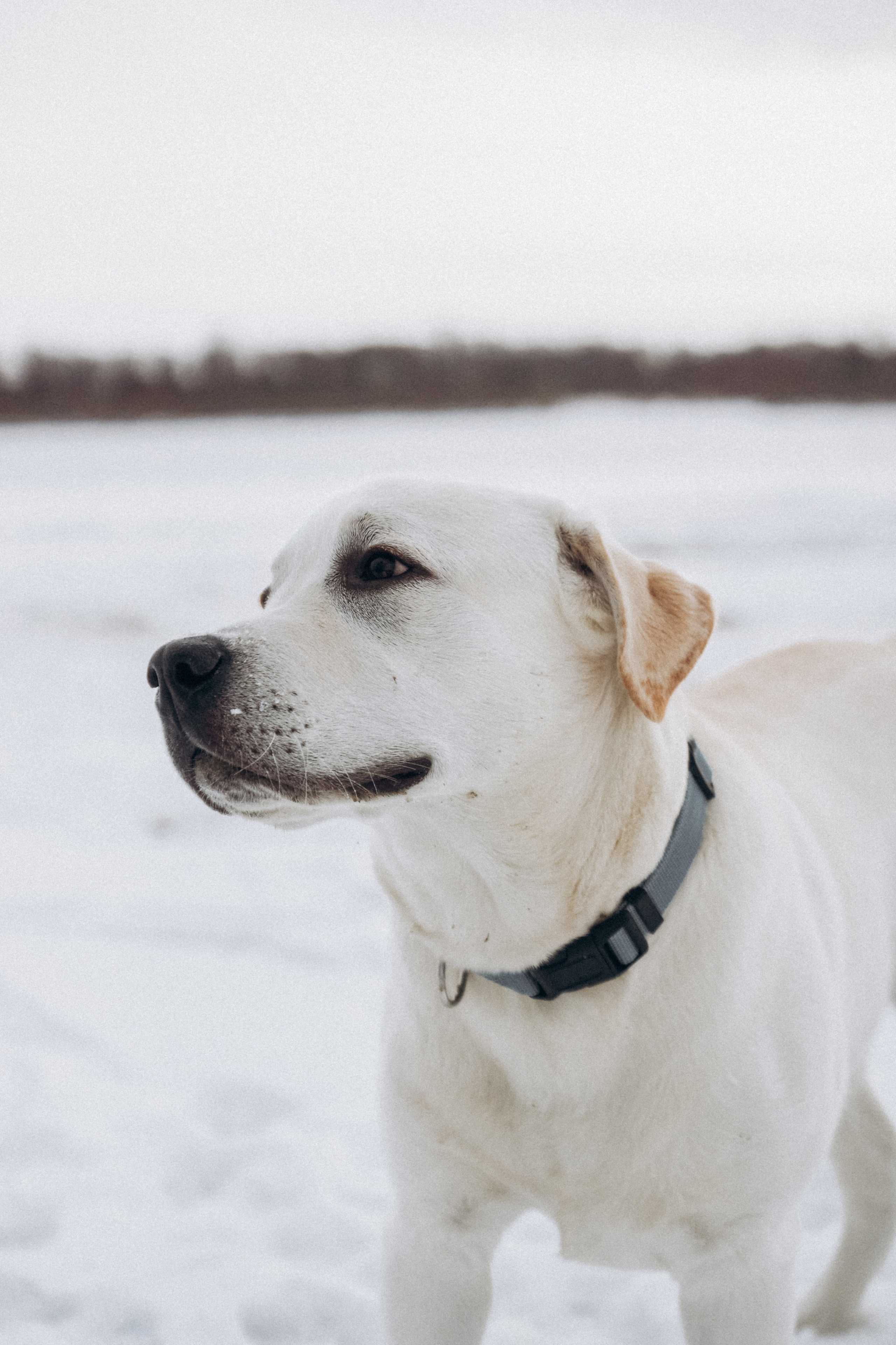 Таня и Отис. Свадебный и семейный фотограф Томск| Юлия Филатова