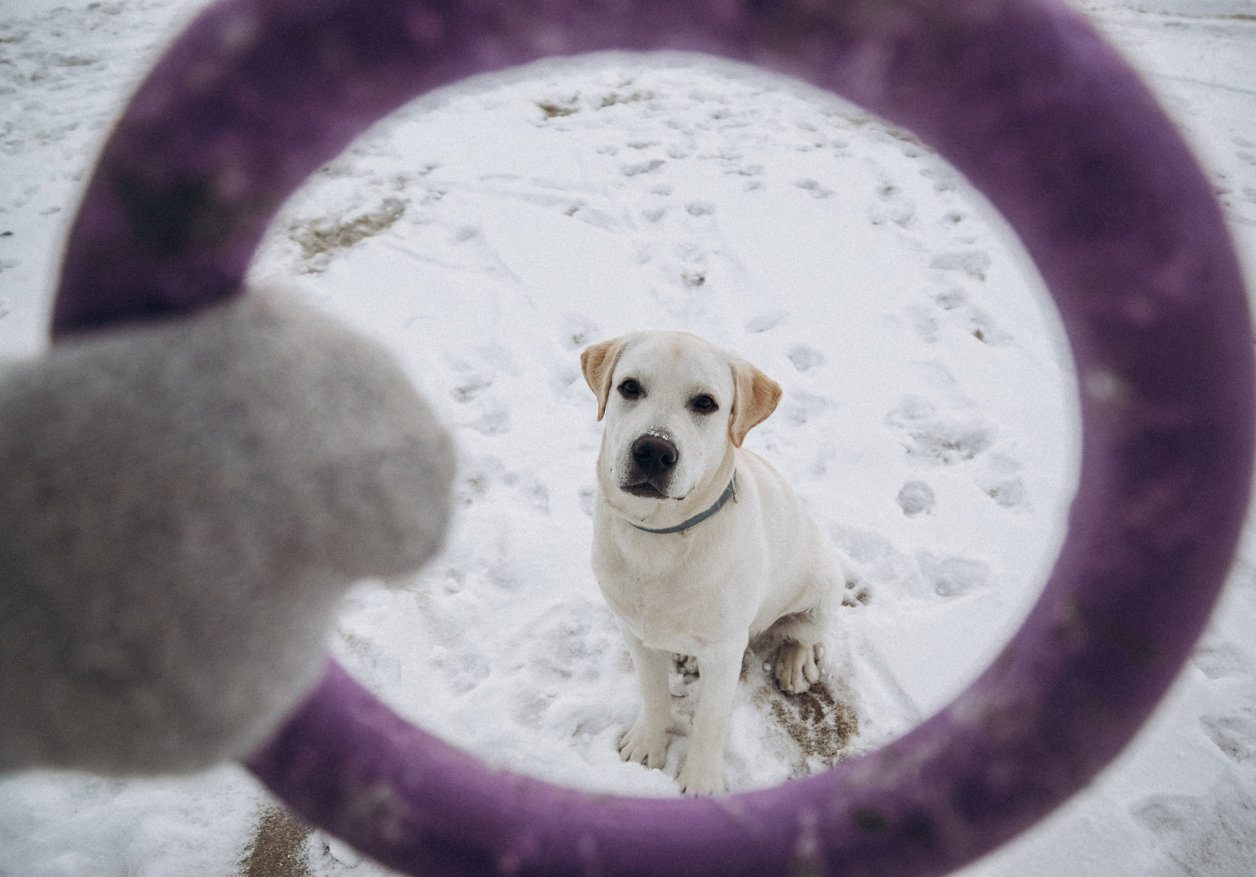 Таня и Отис. Свадебный и семейный фотограф Томск| Юлия Филатова