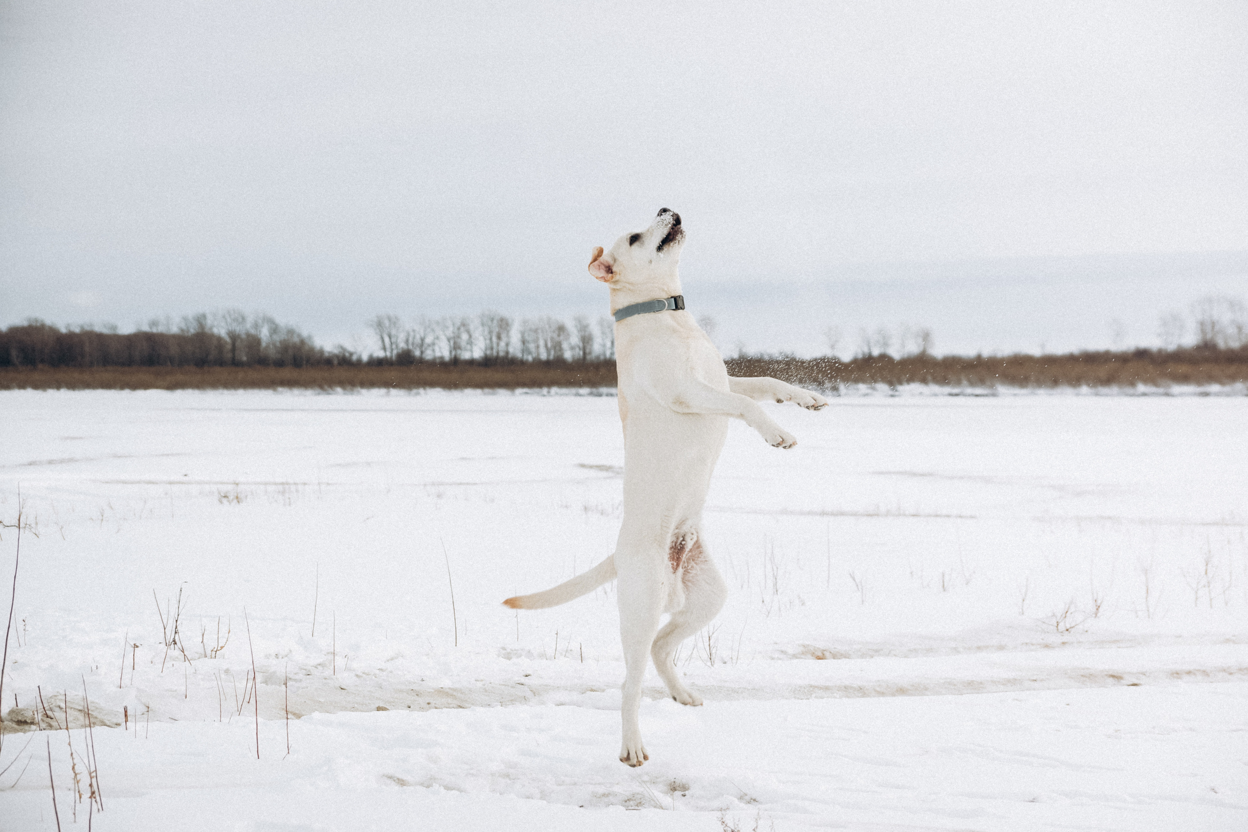 Таня и Отис. Свадебный и семейный фотограф Томск| Юлия Филатова