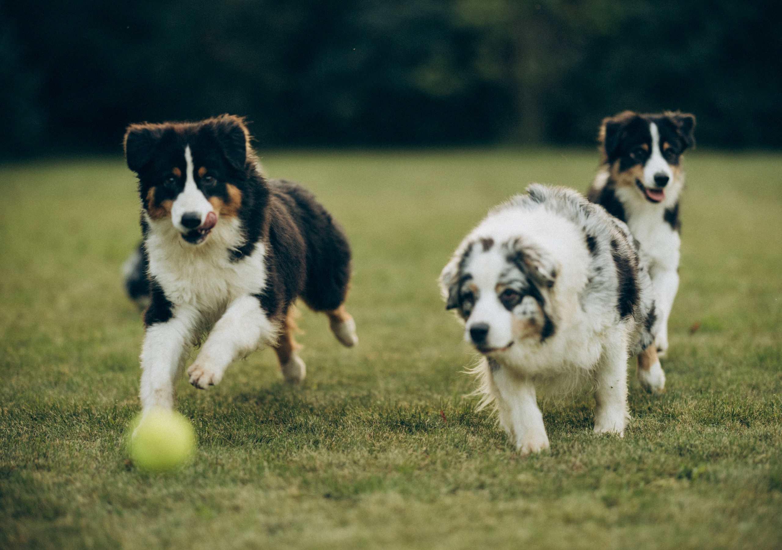 Катя и ее стая. Татьяна Афонина | Фотограф