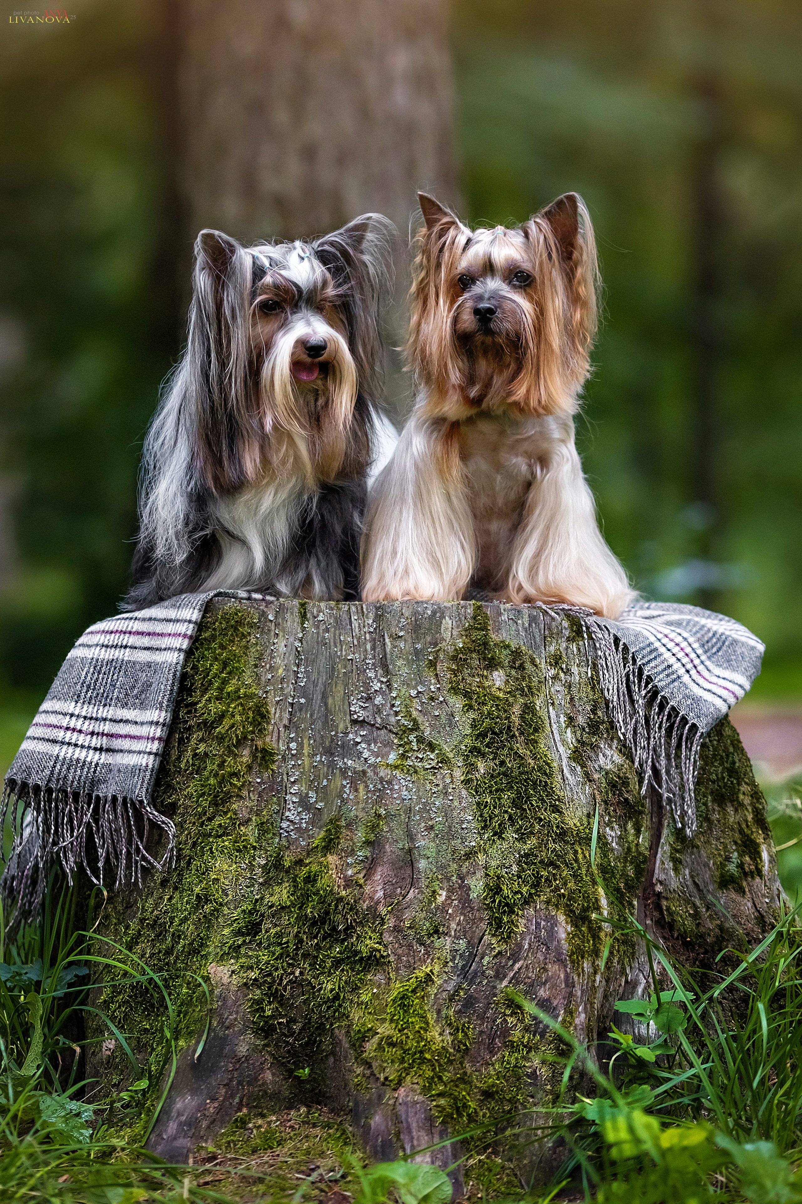 Катя + Астин и Олаф. Фотограф анималист Аня Ливанова | Рыбинск