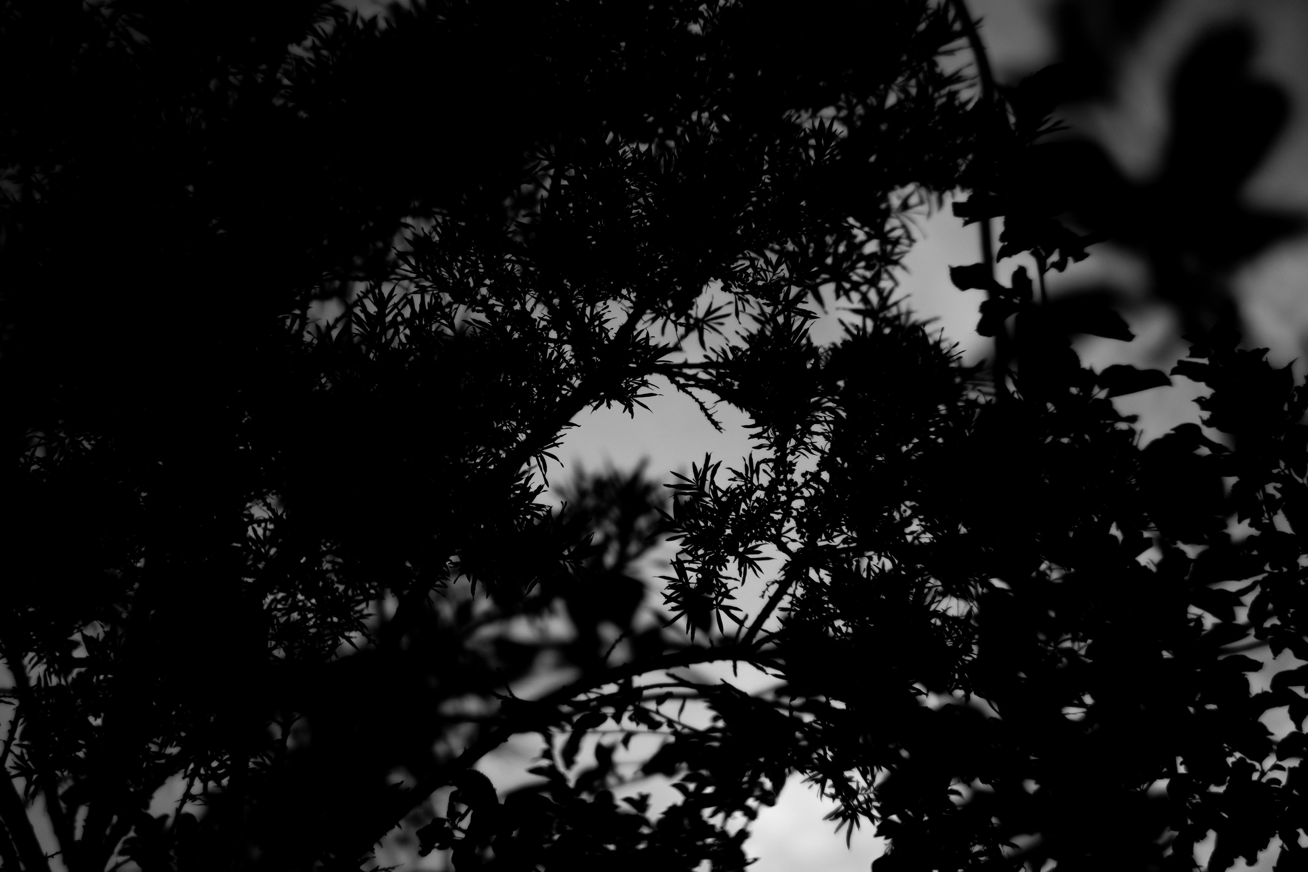 ЧЕРНО-БЕЛЫЕ ФОТОГРАФИИ. Никита Аничкин фото и видео оператор из России