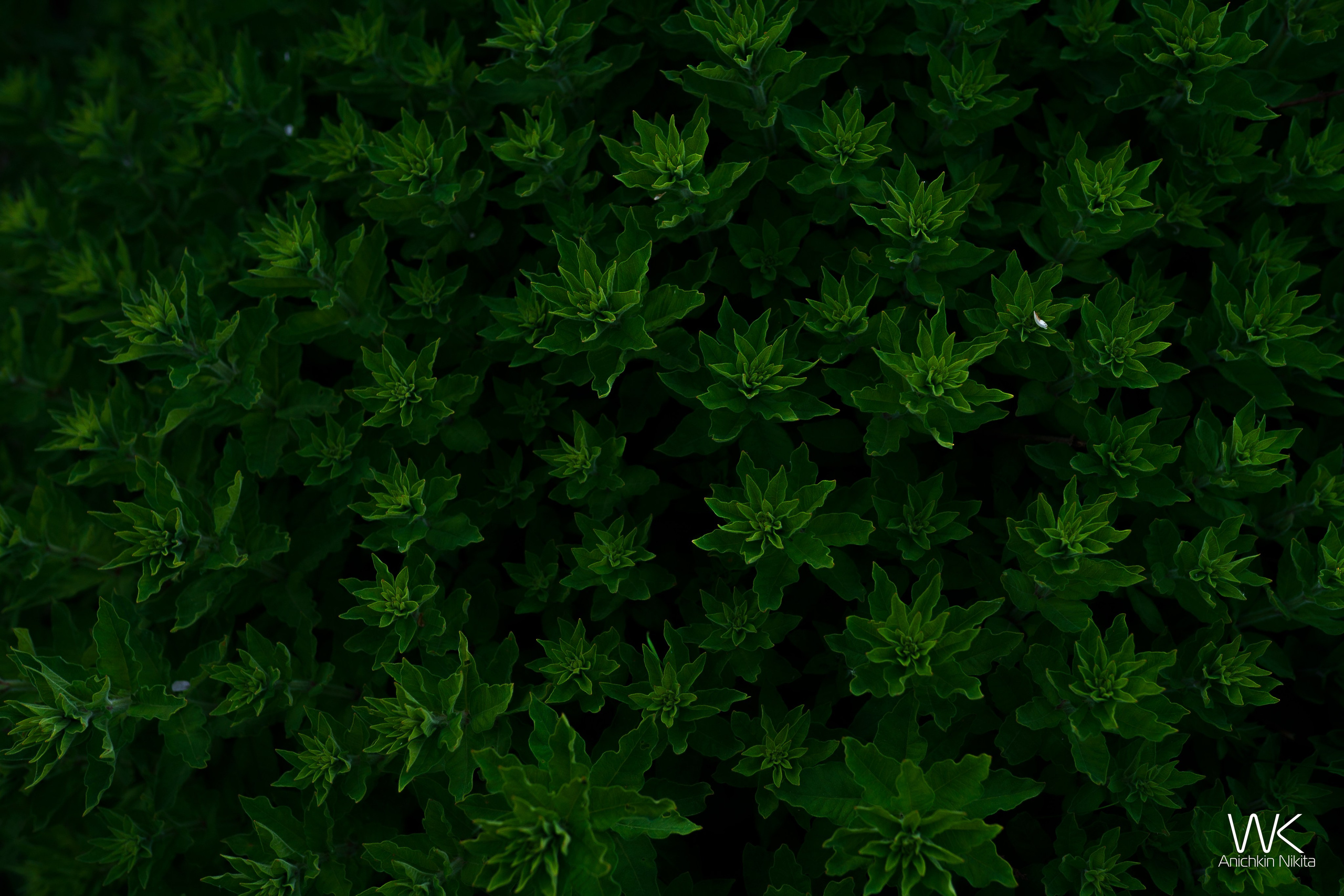 ЦВЕТНЫЕ ФОТОГРАФИИ. Никита Аничкин фото и видео оператор из России