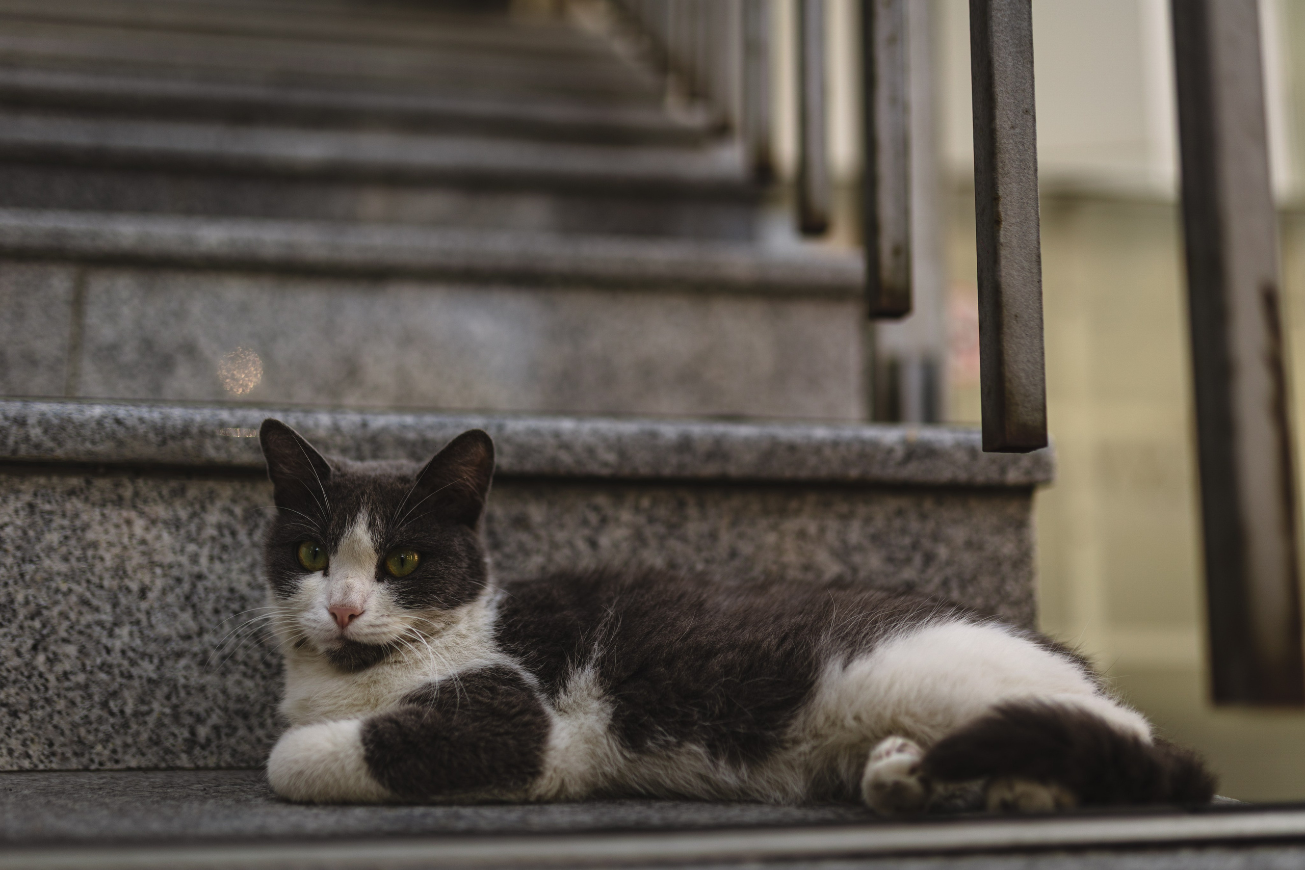 Животные. Фотограф в Ростове-на-Дону Ника Обида