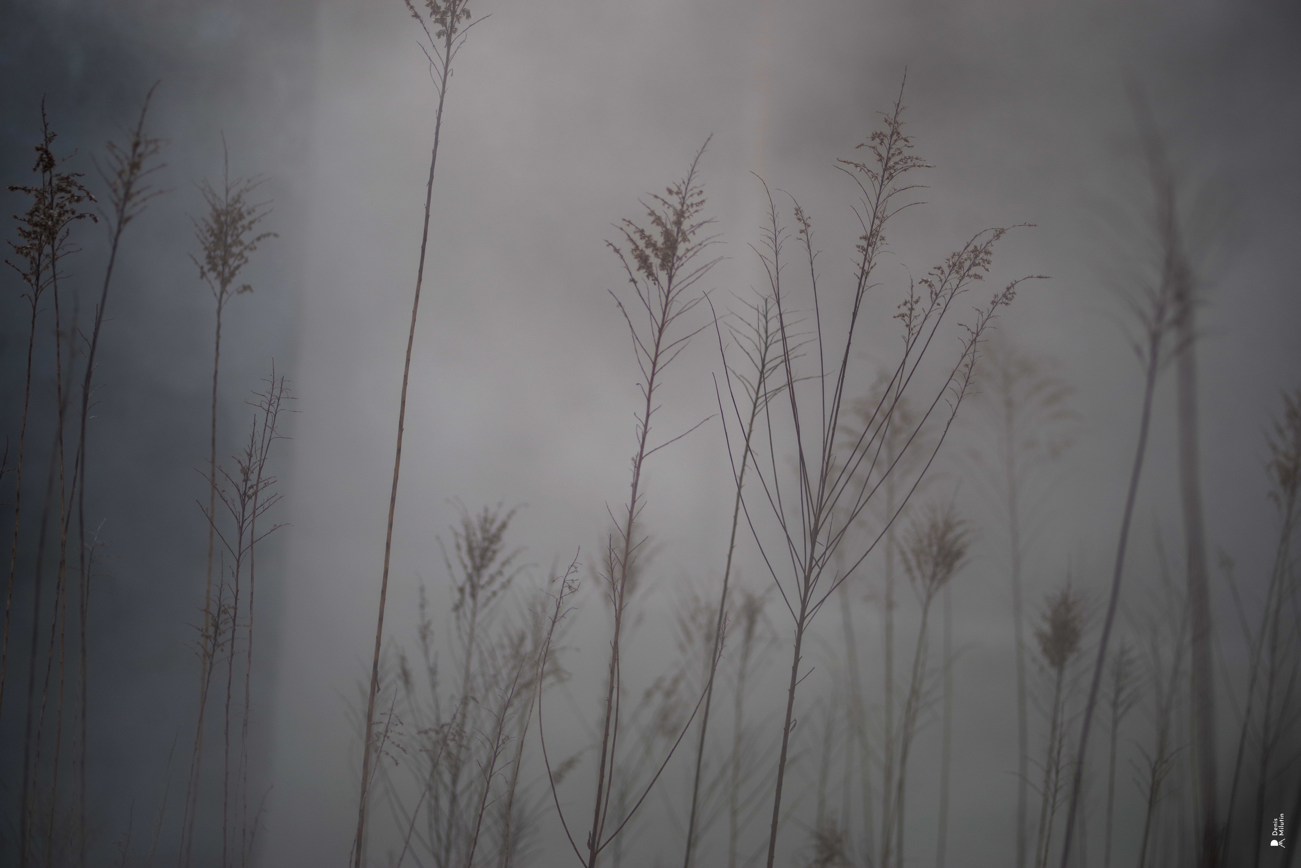 Nokalakevi. Портретный фотограф Денис Милютин