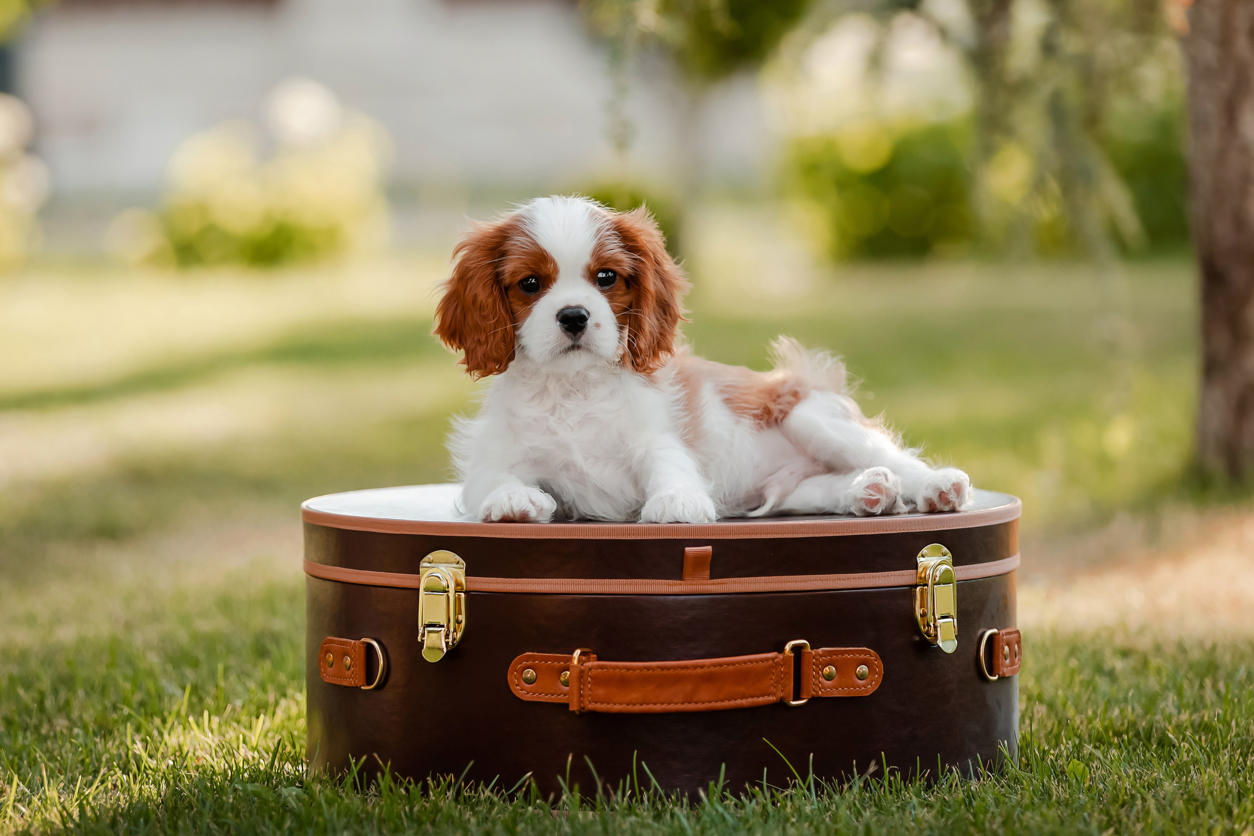Фотосъёмка щенков. Фотограф-анималист в Краснодаре Маша Мельникова