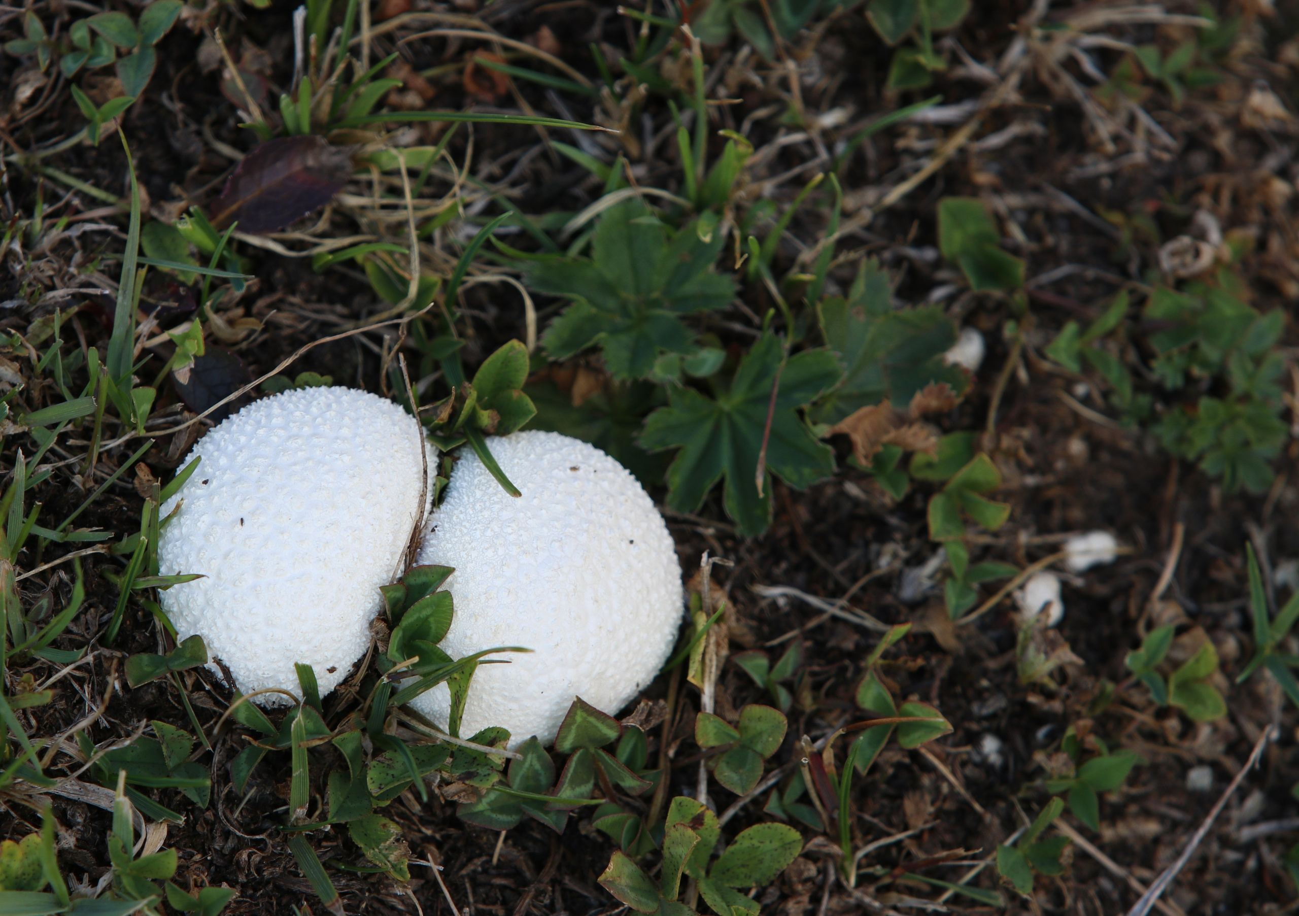 Приэльбрусье. Сентябрь 2024. Путешественник-фотограф из Санкт-Петербурга Татьяна Свистулина