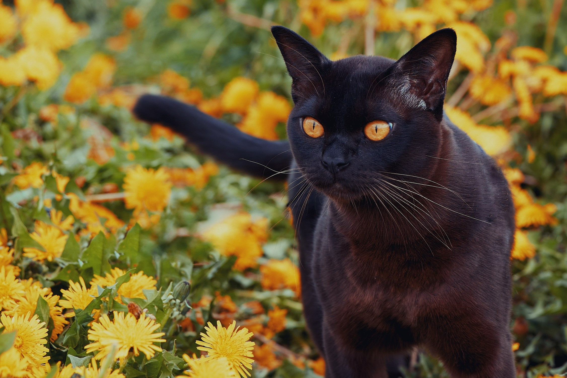 Портфолио. Фотограф Алекс Лето