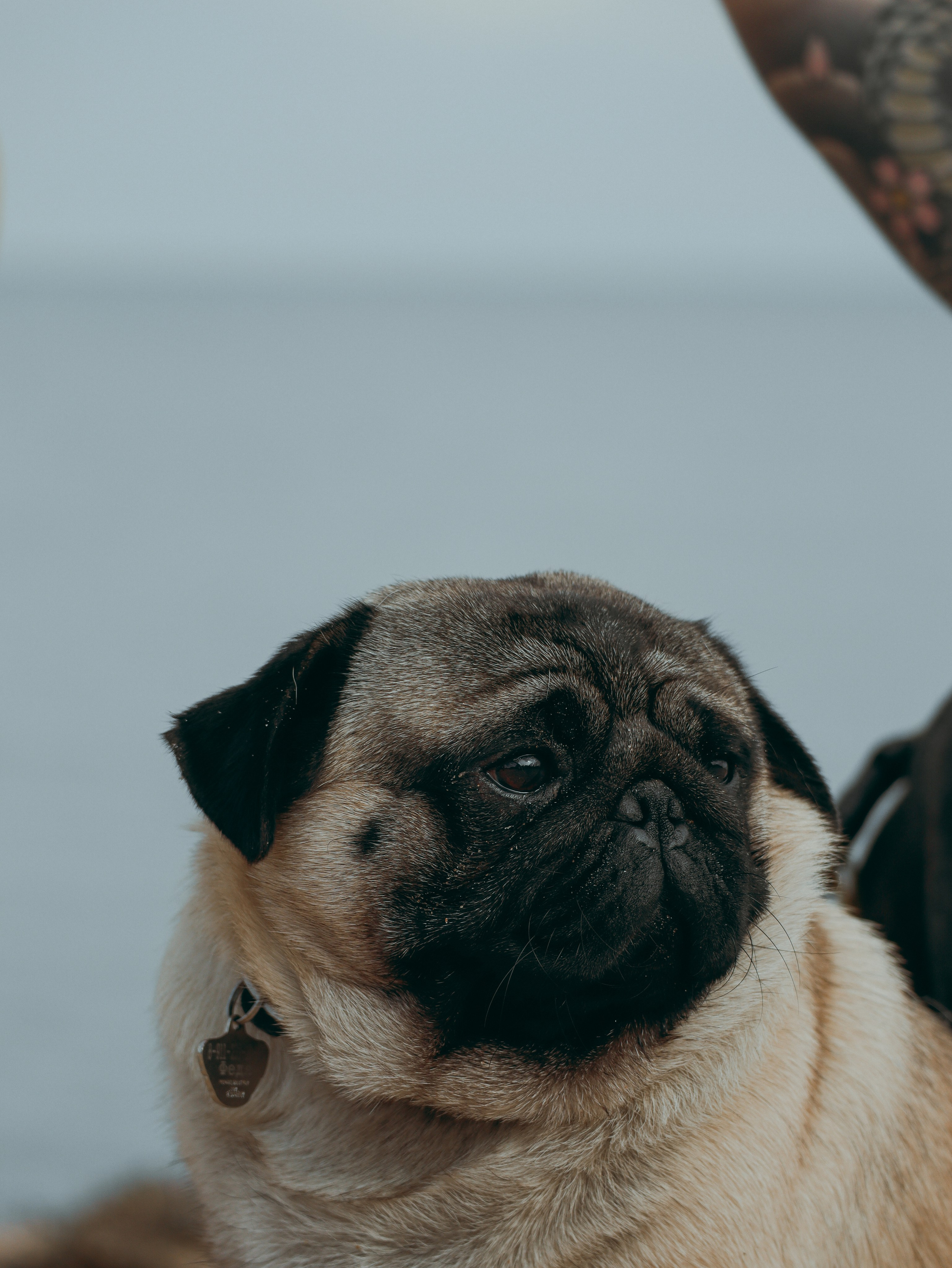 Питомцы. Кинематографичный фотограф, видеограф Лина Плешакова, Санкт-Петербург