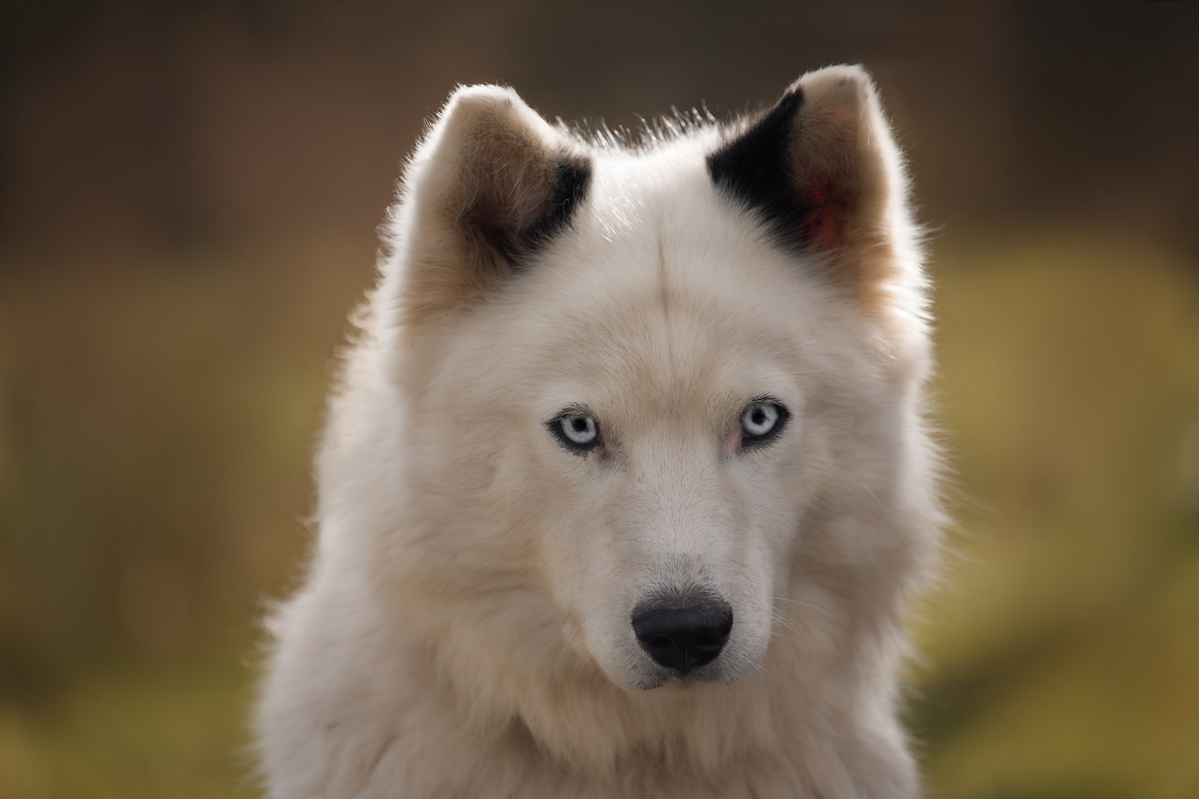 Собаки приюта «Дом северной собаки». Irenephoto.ru