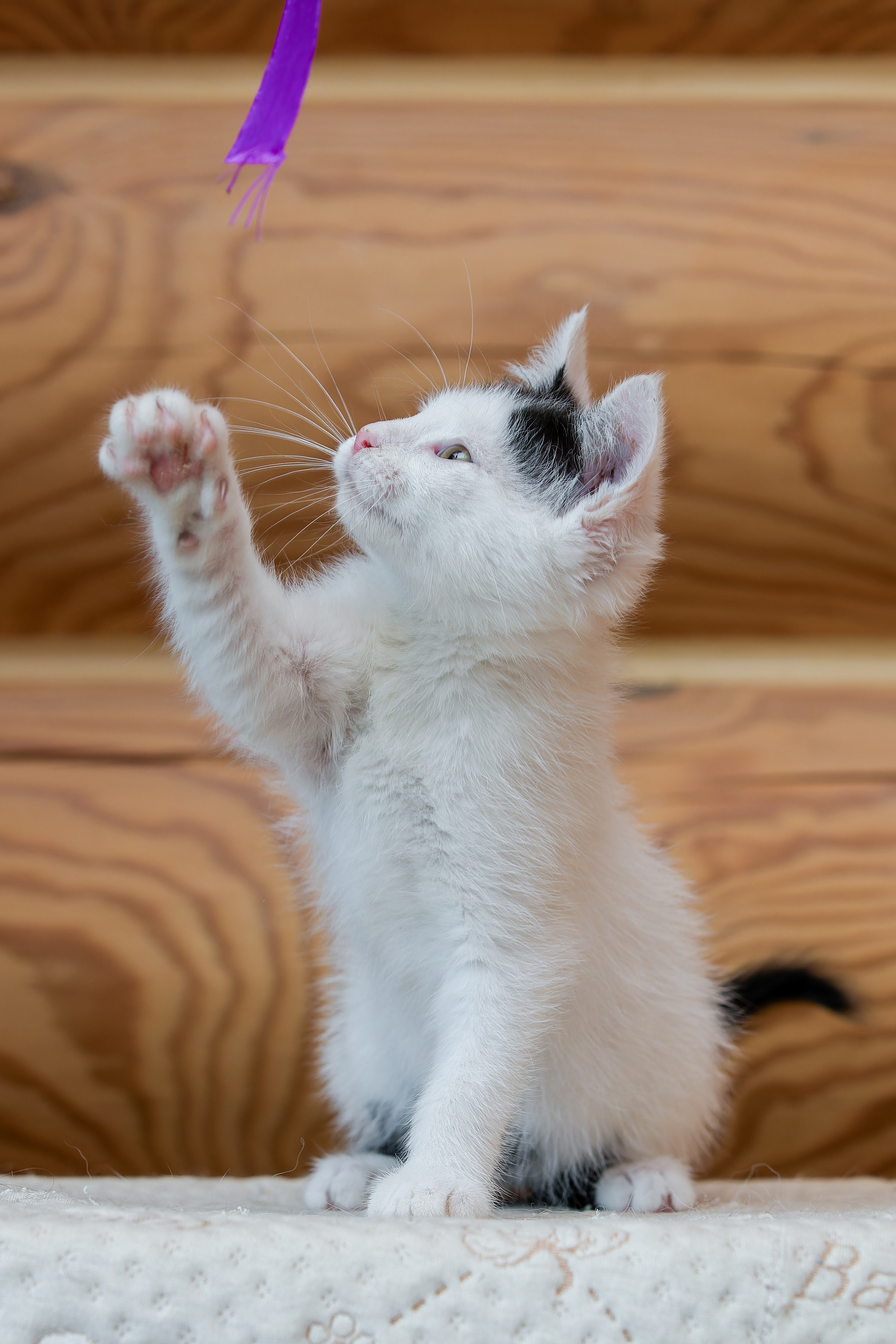 Котята. Irenephoto.ru