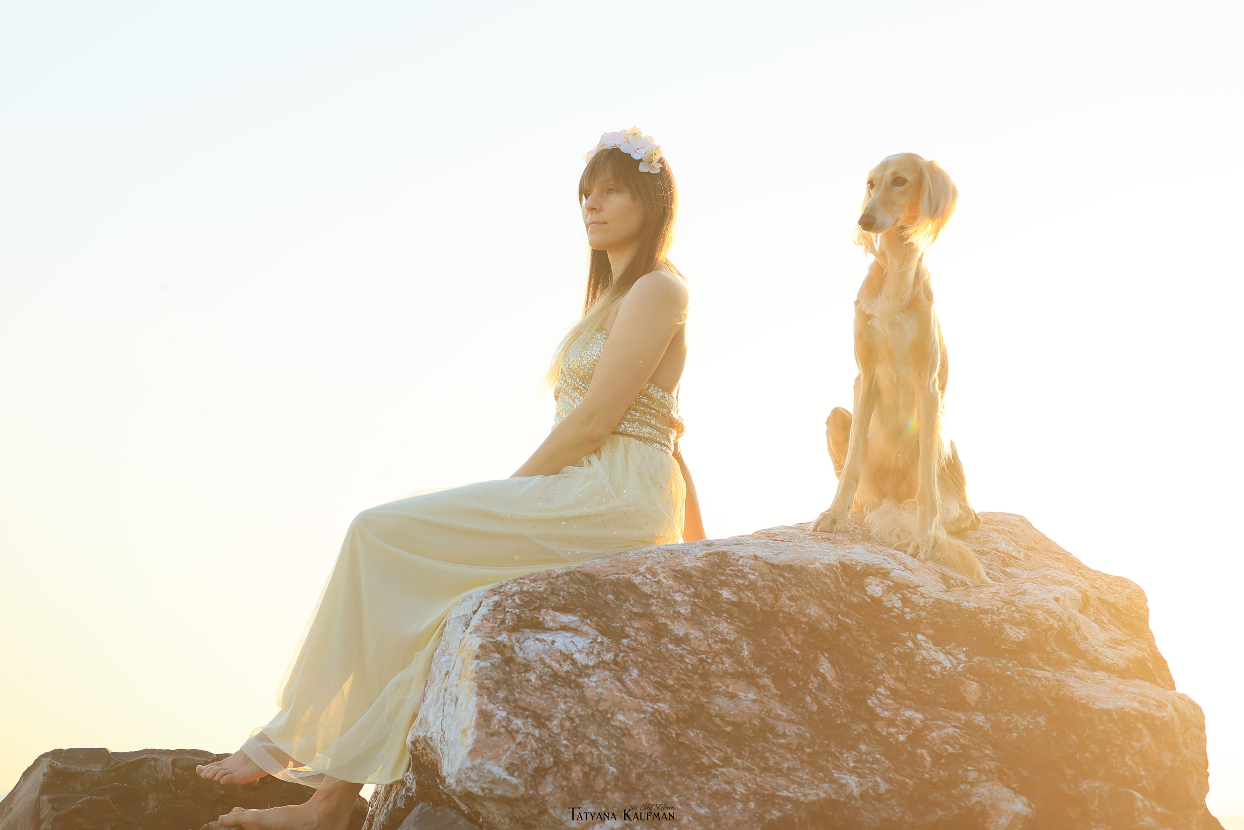 Салюки, фотография салюки, красивая собака, фотограф анималист, фотокурс Анималистика, научиться фотографировать собак, фотограф Новосибирск