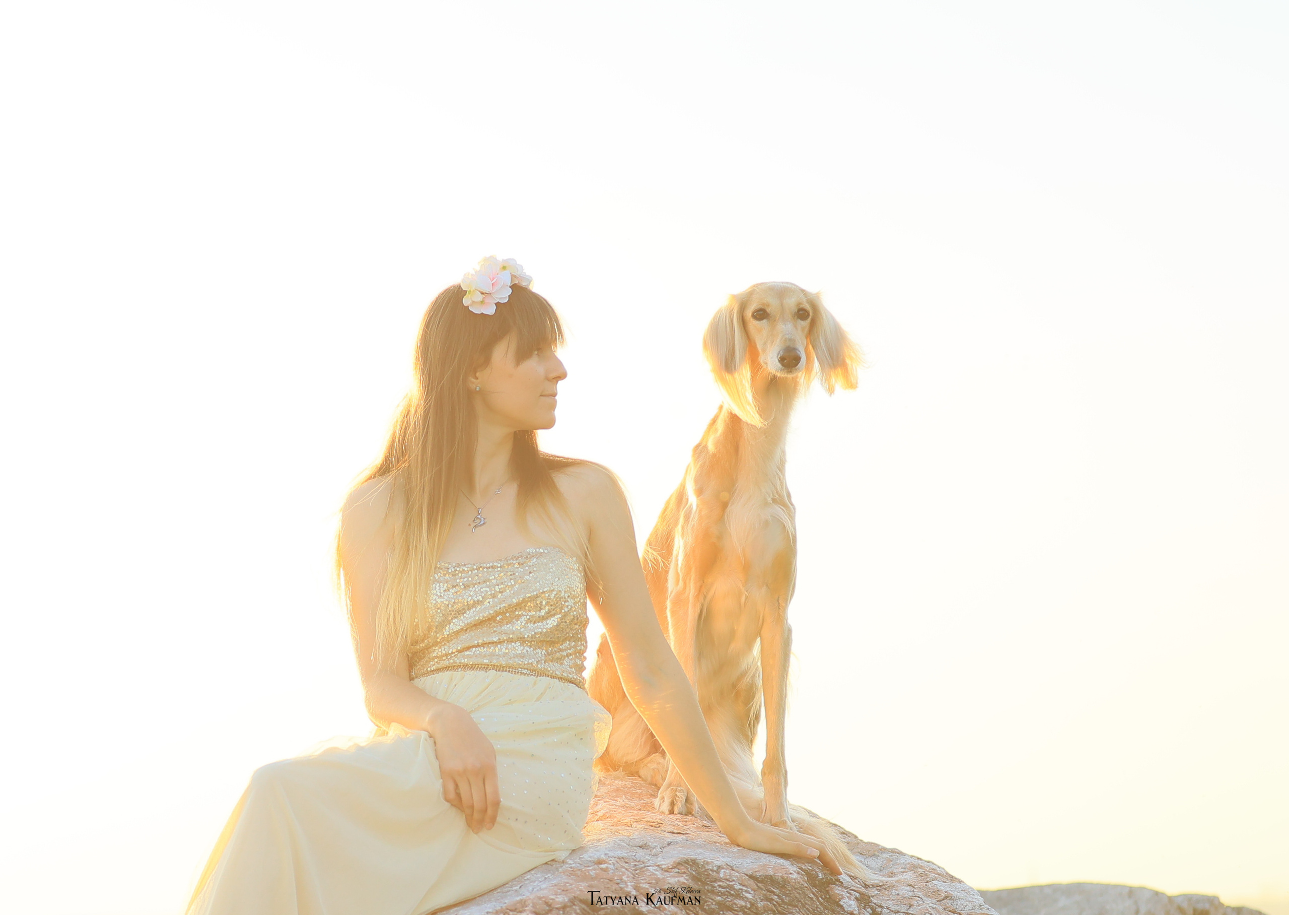 Салюки, фотография салюки, красивая собака, фотограф анималист, фотокурс Анималистика, научиться фотографировать собак, фотограф Новосибирск