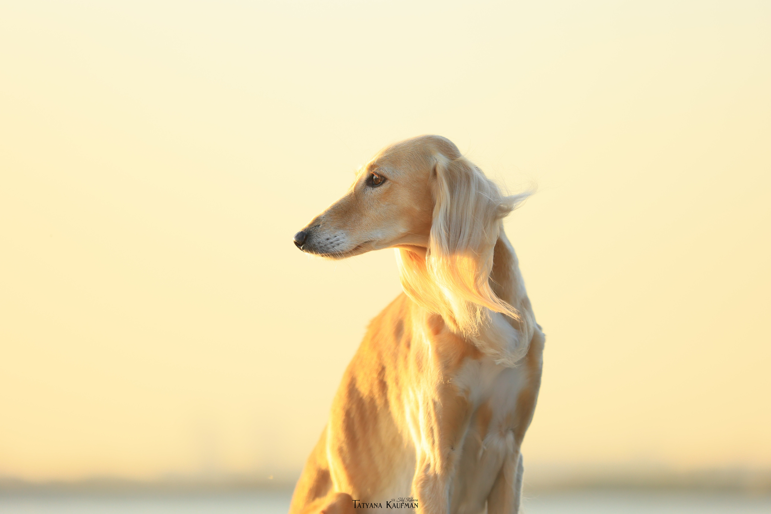 Салюки, фотография салюки, красивая собака, фотограф анималист, фотокурс Анималистика, научиться фотографировать собак, фотограф Новосибирск