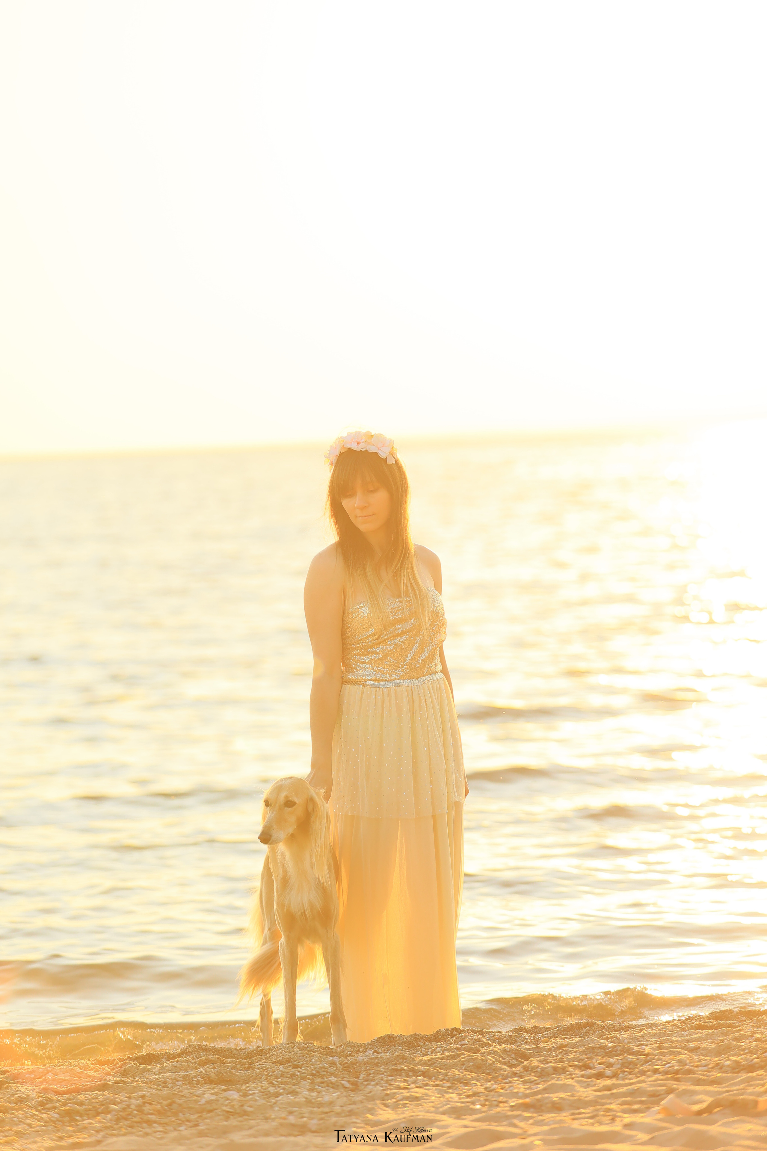 Салюки, фотография салюки, красивая собака, фотограф анималист, фотокурс Анималистика, научиться фотографировать собак, фотограф Новосибирск