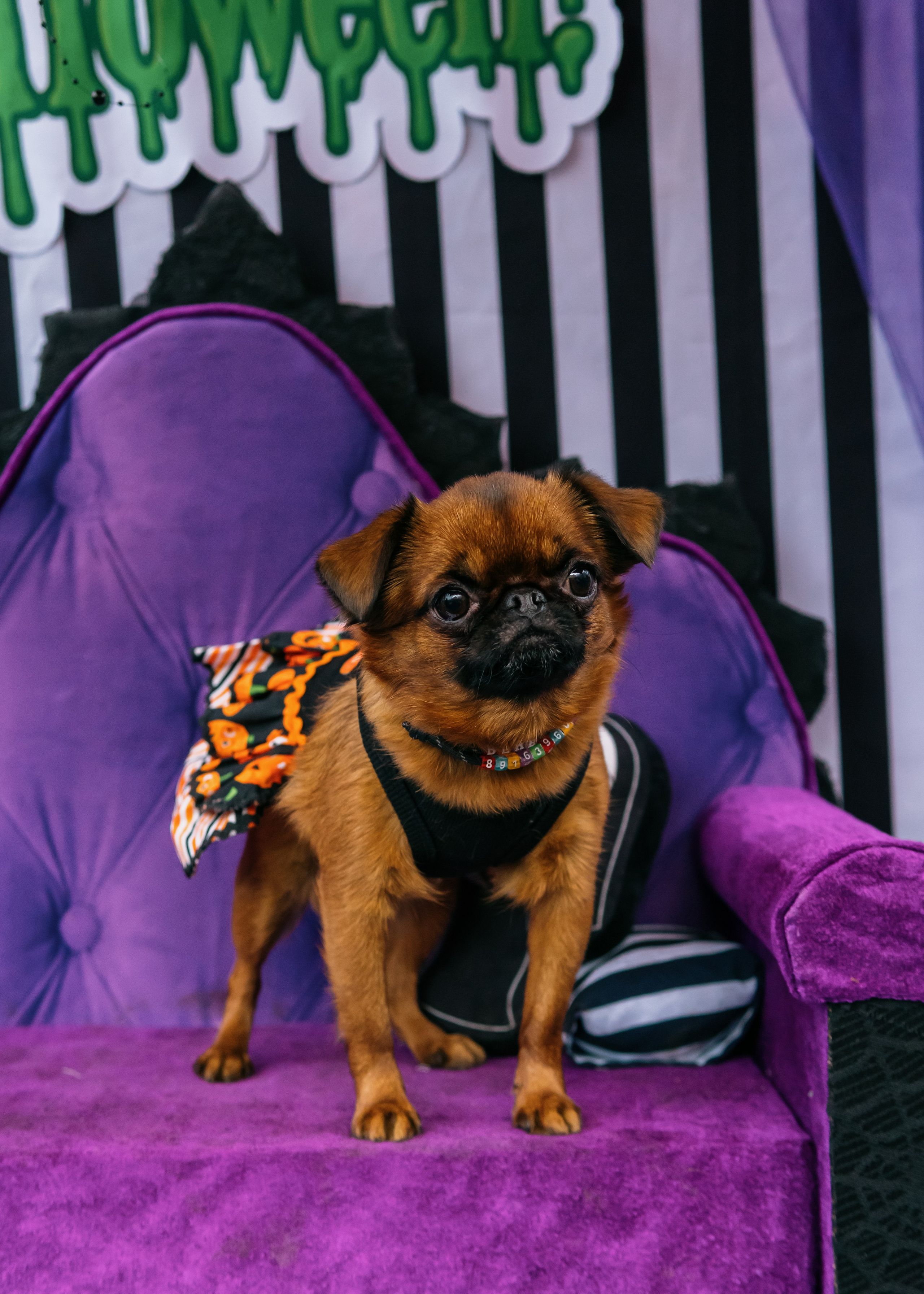 Тематическая встреча породников «Griffween». Фотограф-анималист Ксения Воробьева, Москва