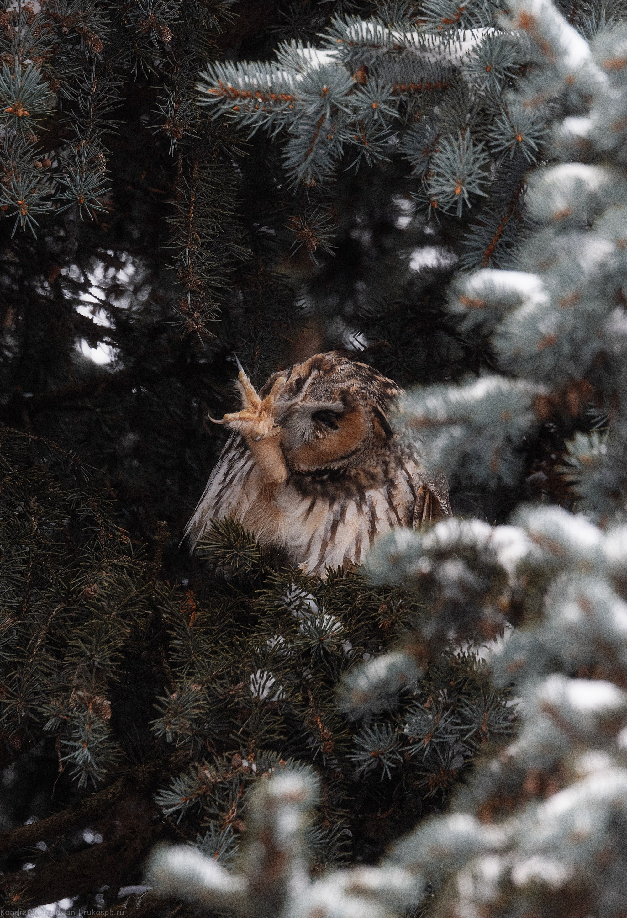Ушастая сова. Архитектурный и пейзажный фотограф Кондратенко Руслан, Санкт-Петербург