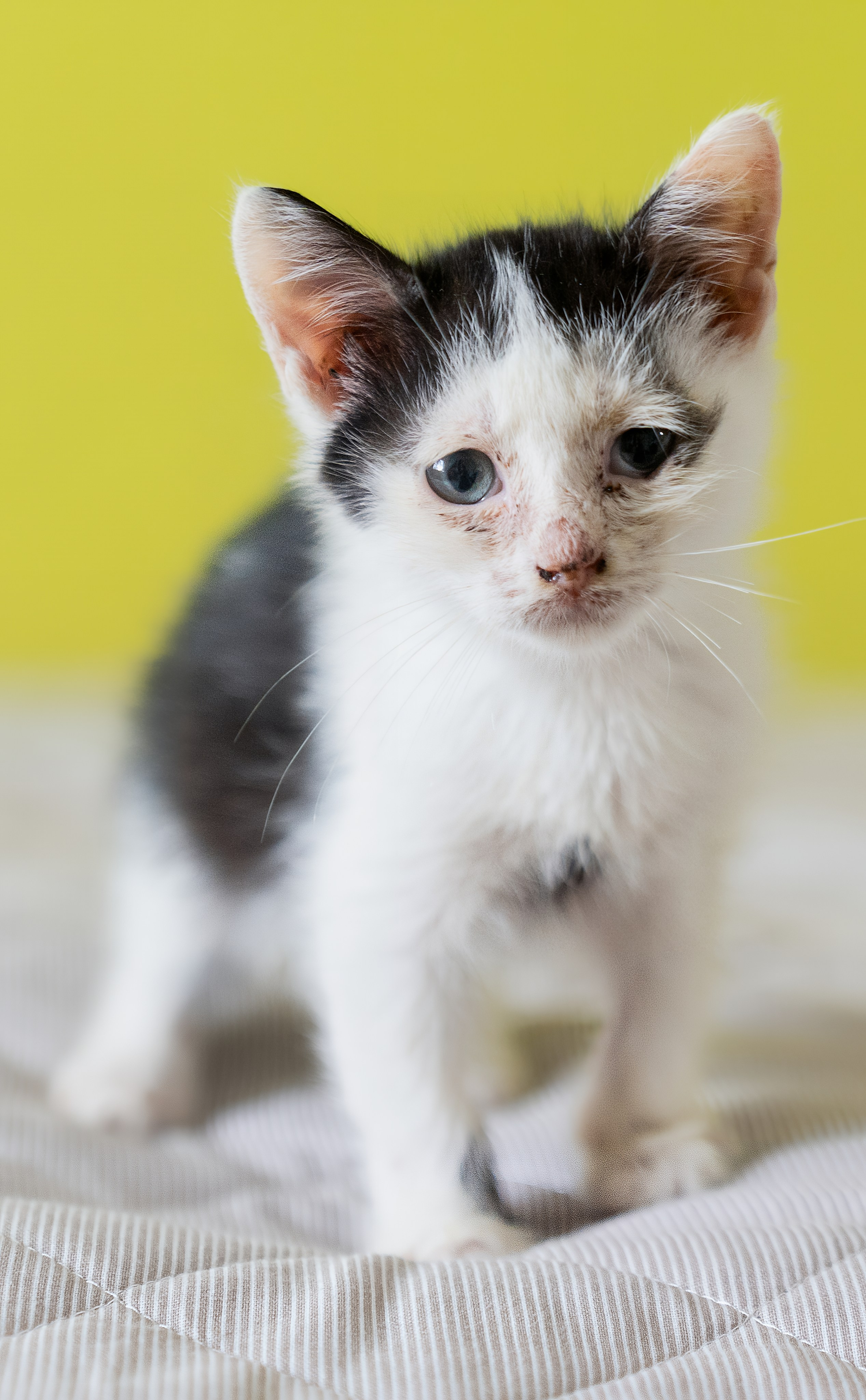 Благотворительная съёмка для котят в Москве. Портретный фотограф в Москве Фарид Леонов