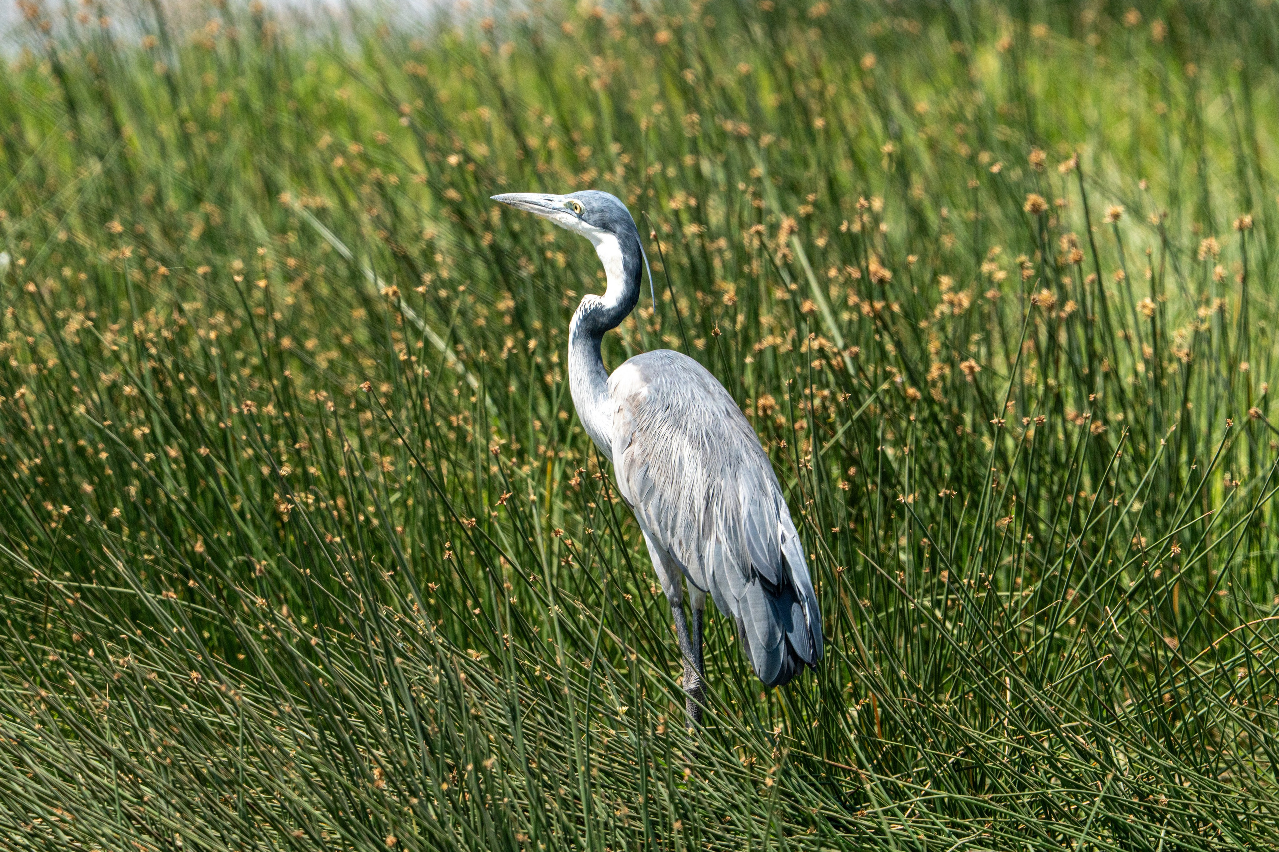 Танзания, сафари, 2025. Творческие сьемки