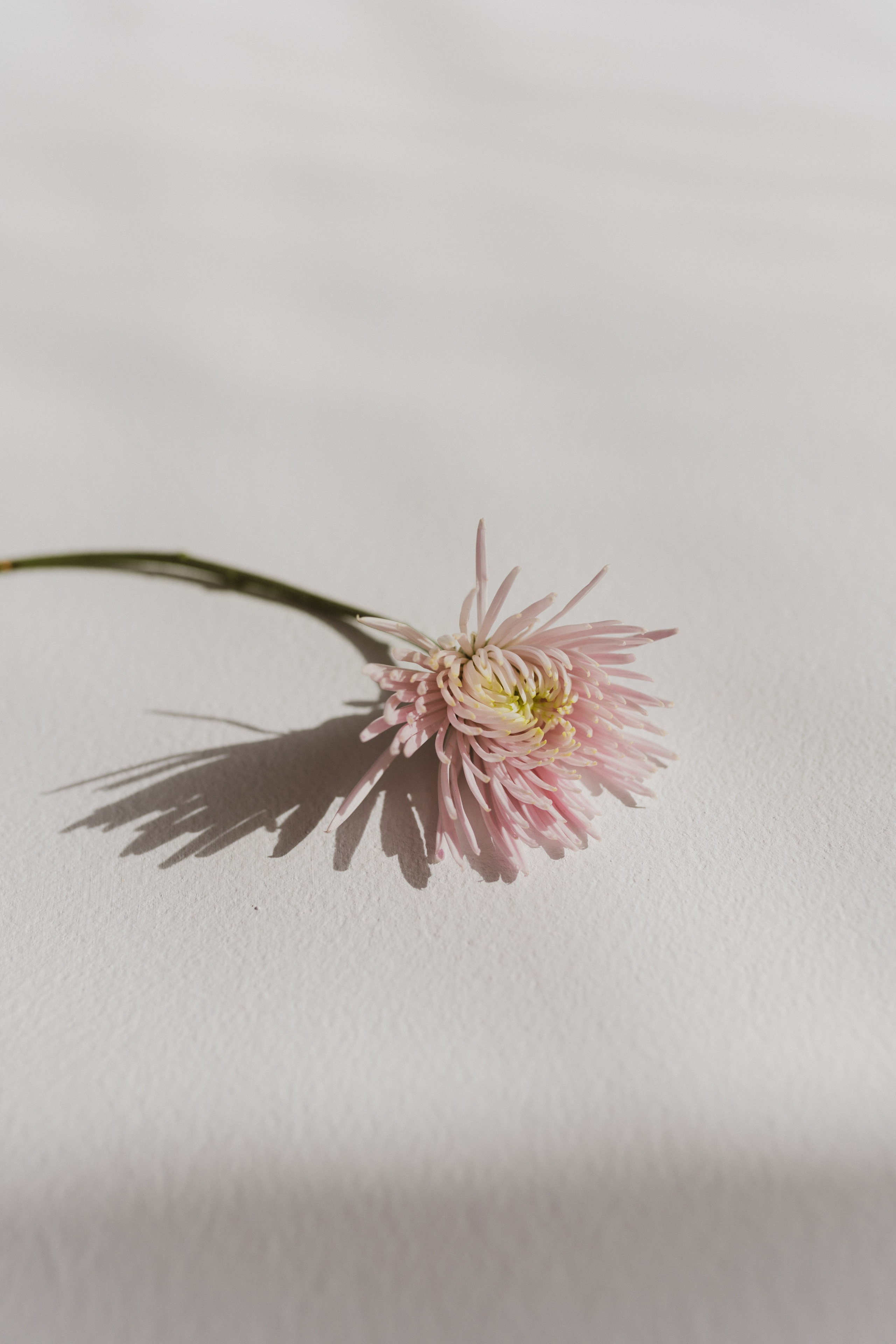 Семейная фотосессия в студии в Москве, семейный фотограф Анна Полушина. Свадебный фотограф в Москве Анна Полушина