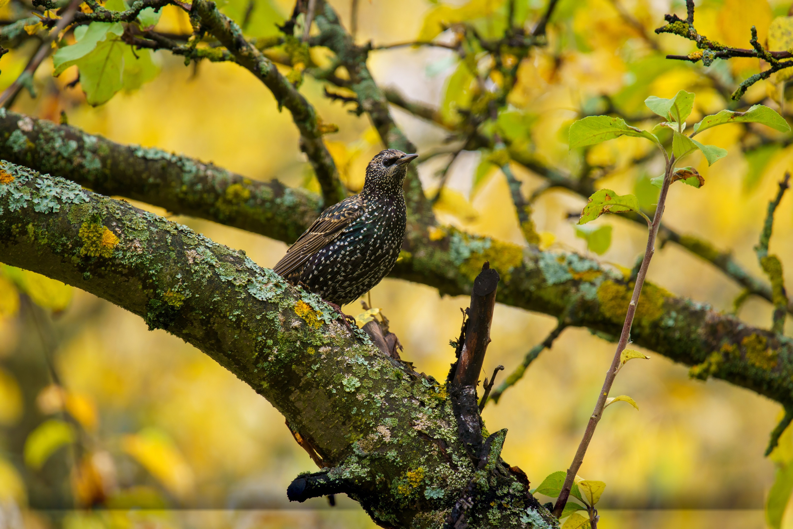 Animals — Животные