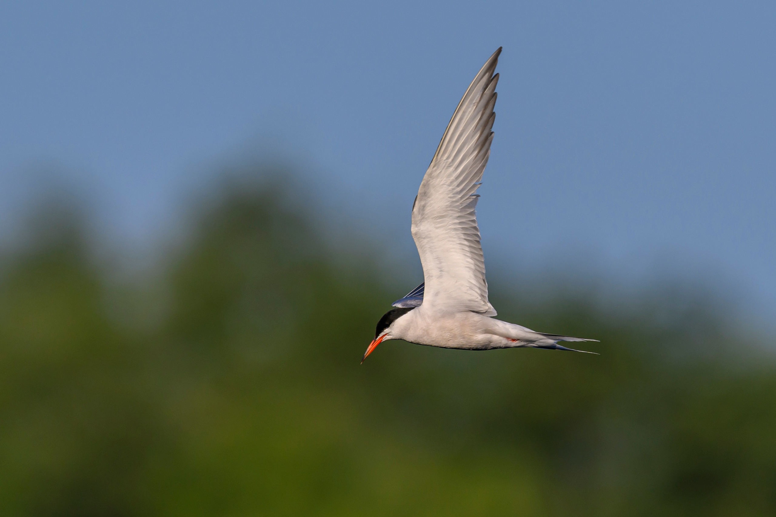 Большой кроншнеп и крачки. Wildlife photography by Sergey Puponin