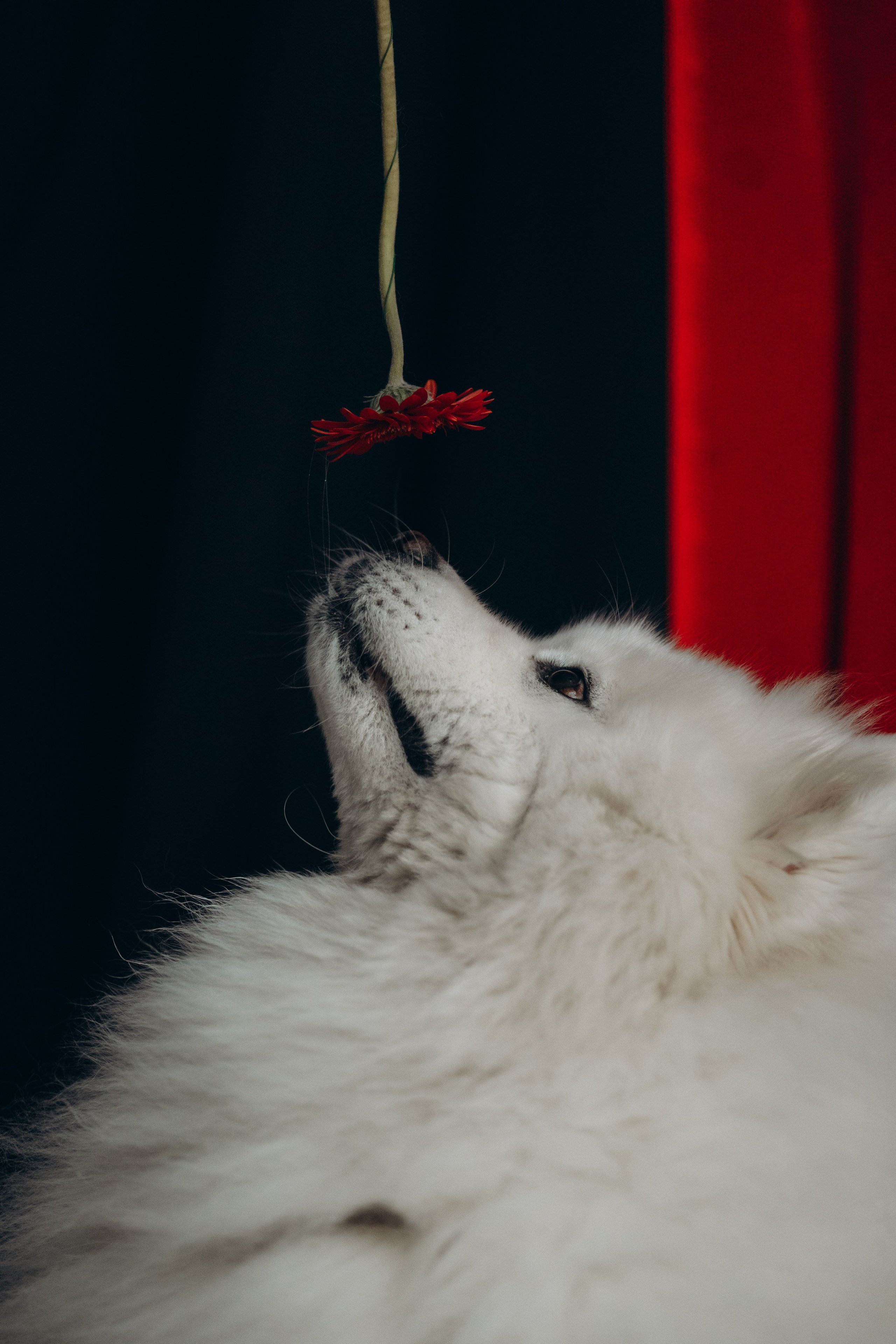 Настя и Кристофер. Фотограф — Анималист | Санкт-Петербург