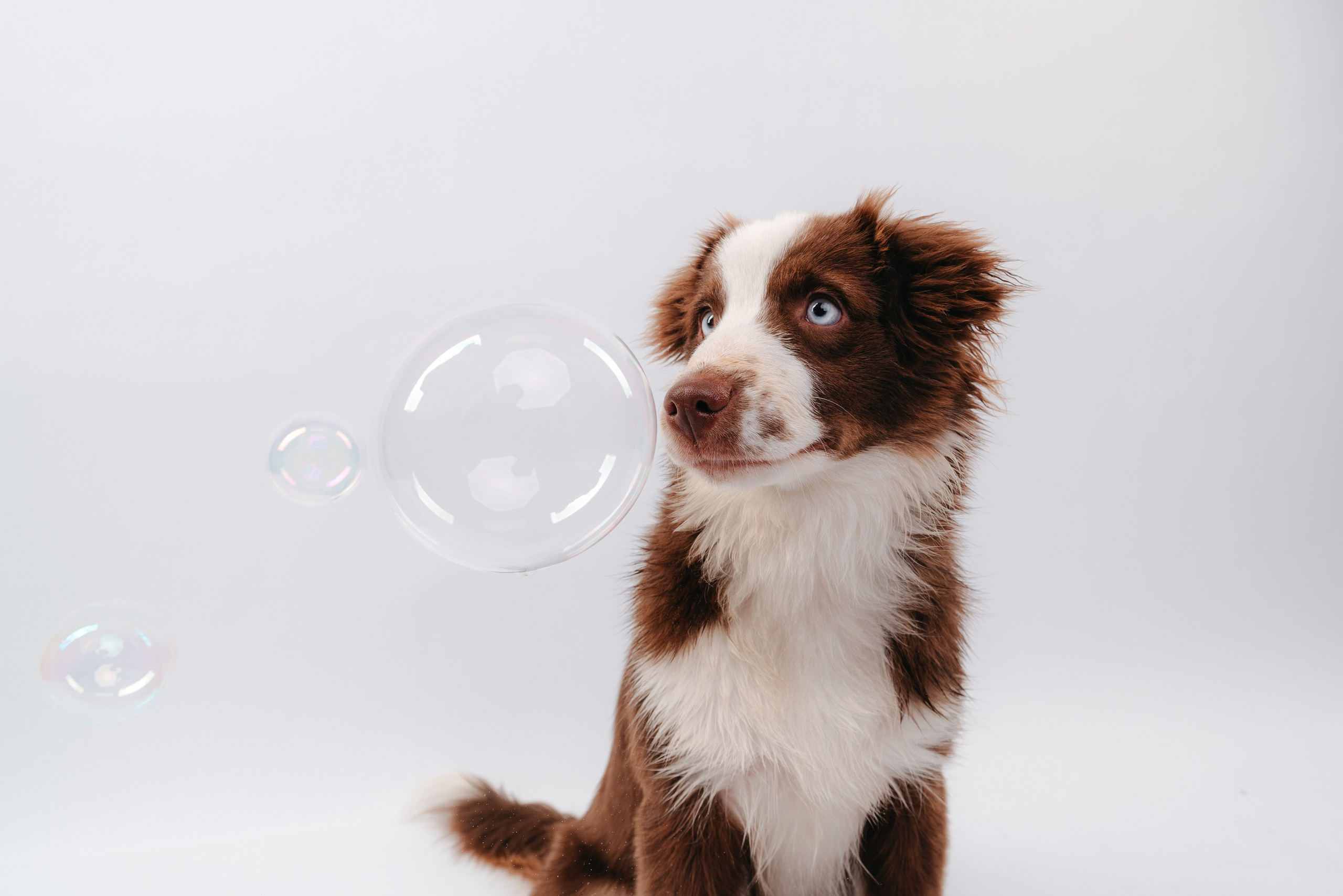 Миниаусси Дайс. Фотограф анималист Осипчикова Мария