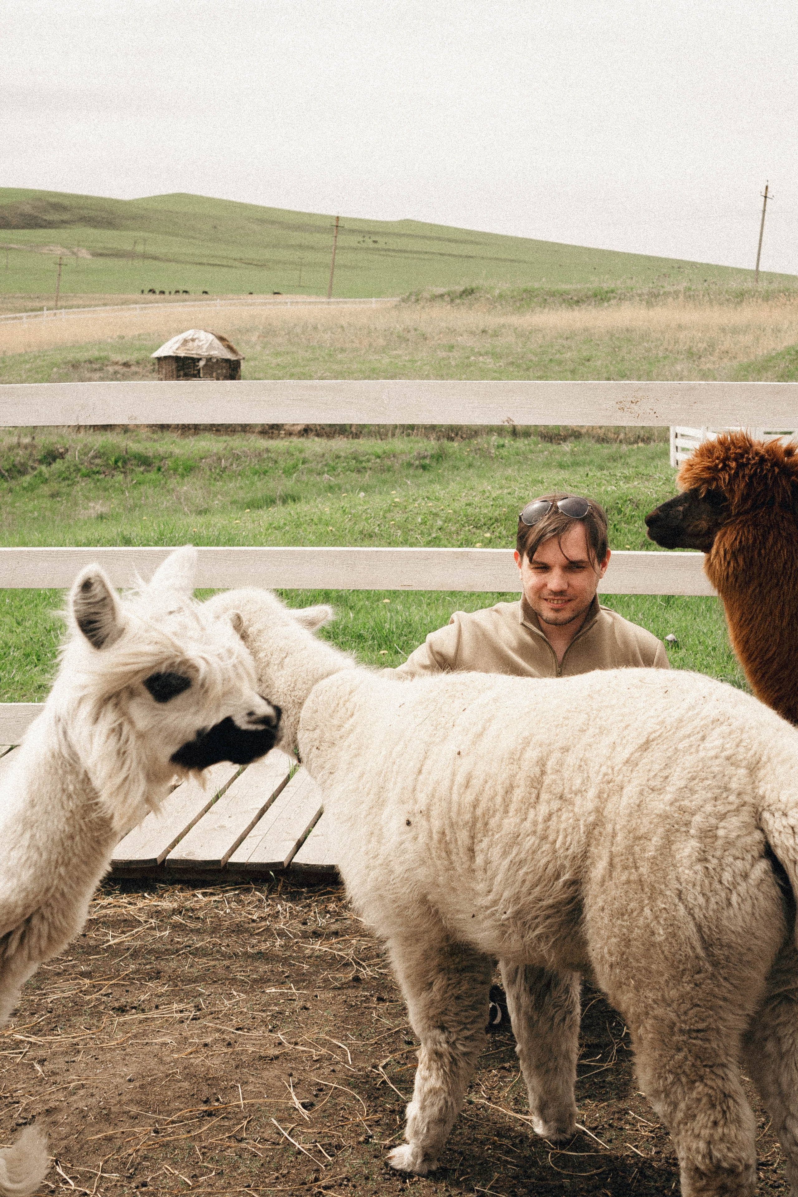 Ферма Альпак. Профессиональный фотограф, Санкт-Петербург — Виктория Богомолова