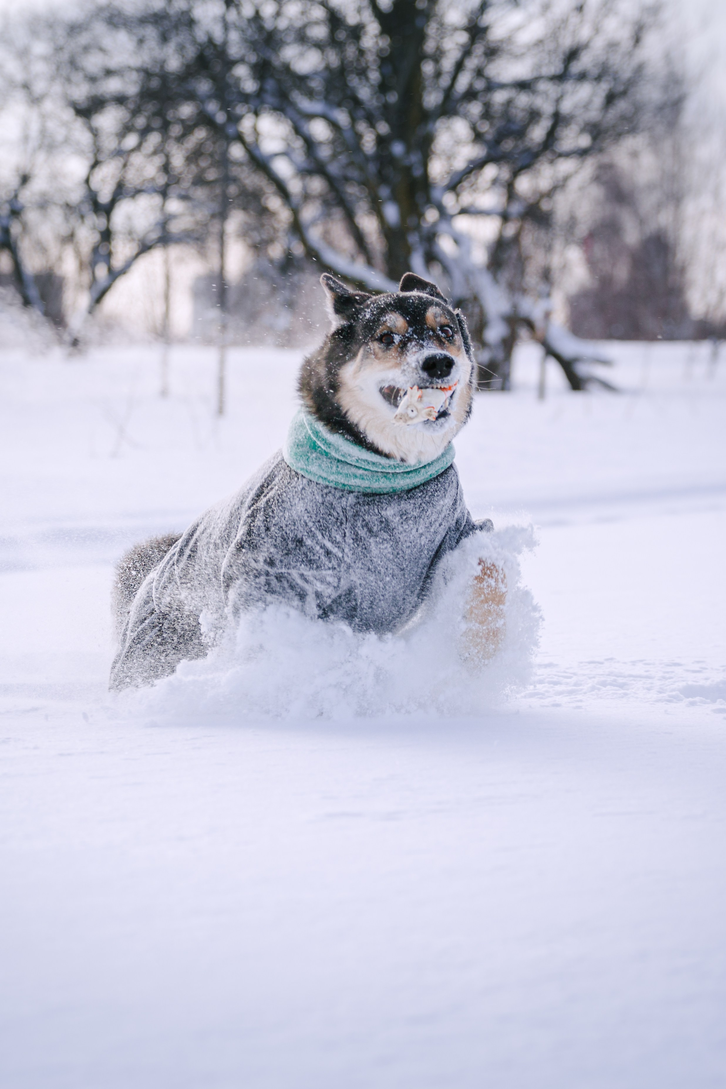Зимняя экспресс съемка Дюка. Фотограф-анималист Татьяна Степанова